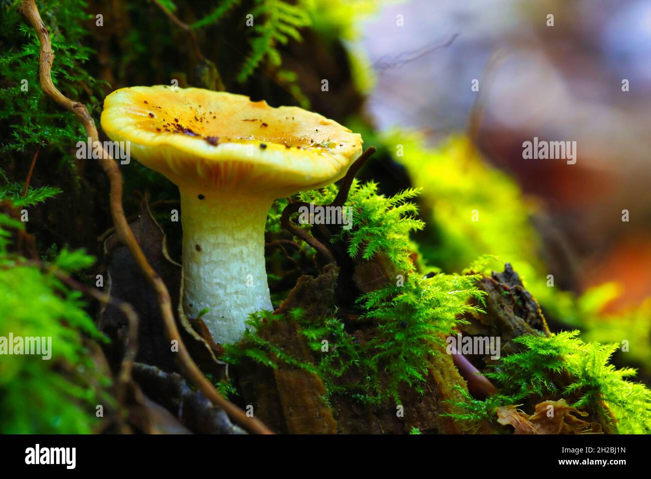 Cortinariaceae Fugi and Asparagus Fern growing on a Forest Floor during Autumn, Hamsterly Forest, England, UK. Stock Photo