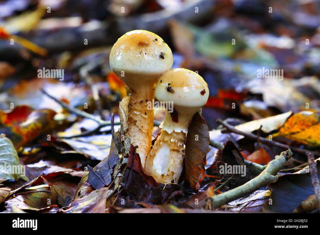 Cortinariaceae Fugi growing on a Forest Floor during Autumn, Hamsterly Forest, England, UK. Stock Photo