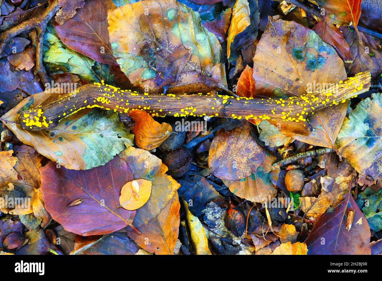 Autumn foliage on a Forest Floor at Hamsterley, County Durham, England, United Kingdom. Stock Photo