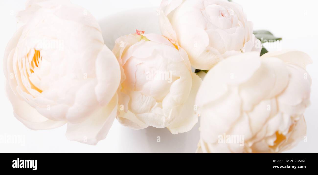 Romantic banner, delicate white roses flowers close-up. Fragrant crem pink petals Stock Photo
