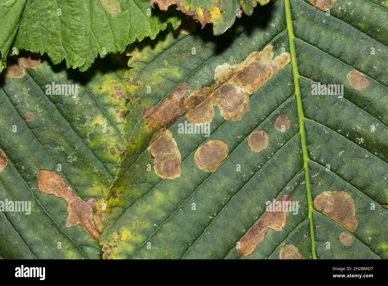 Horse-chestnut Leaf Blight, or Rust, is a fungal infection specific to the Horse-chestnut tree. The Horse-chestnut tree was introduced to the UK Stock Photo