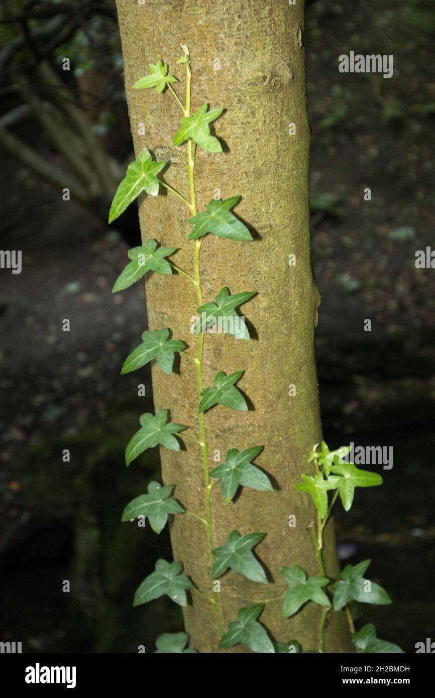 The Common or English Ivy is a hardy and fast growing climber often