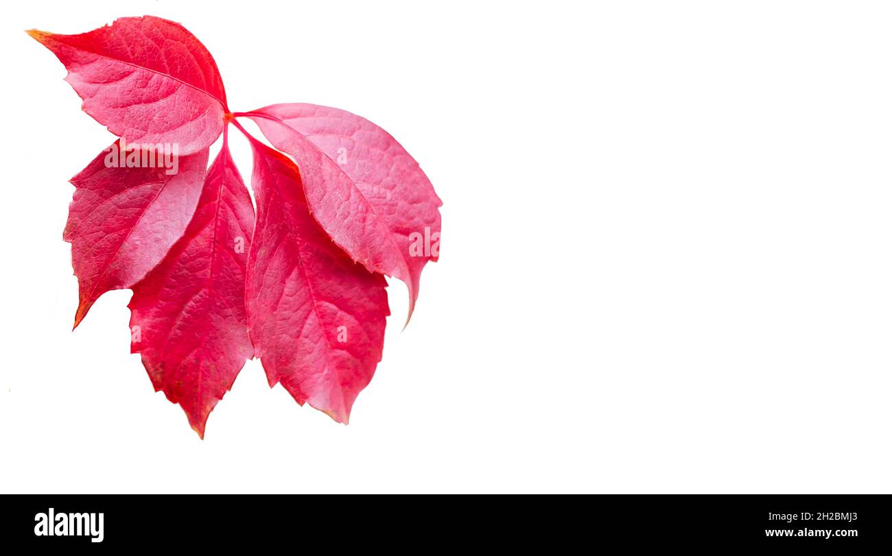 Red leaf isolated on white background. A tribe of plants of the subfamily Horse chestnut of the family Sapindaceae. Stock Photo