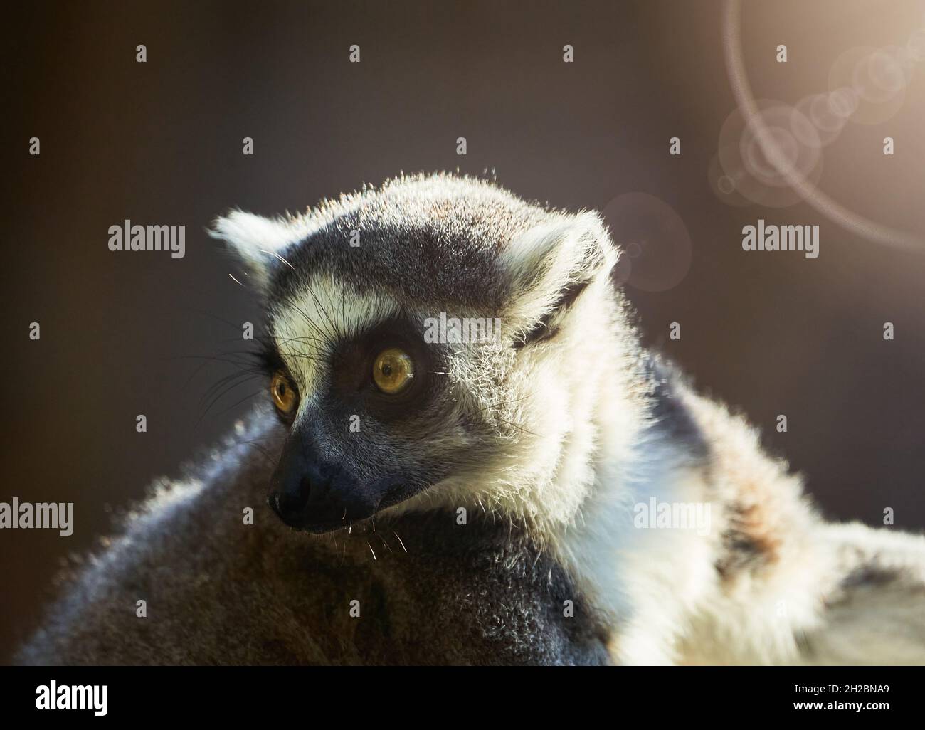 Katta, lemur catta, side view of the prosimian with sun rays lighting up the fur of the little primate Stock Photo