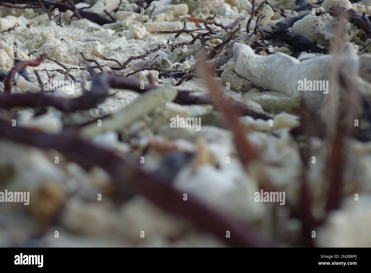 Corrals wood and seaweeds on the beach with a blurred foreground as a close up Stock Photo