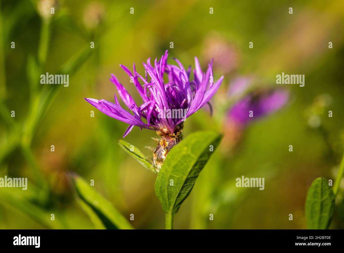 The bee on flower of Centaurea triumfettii, the squarrose knapweed Stock Photo