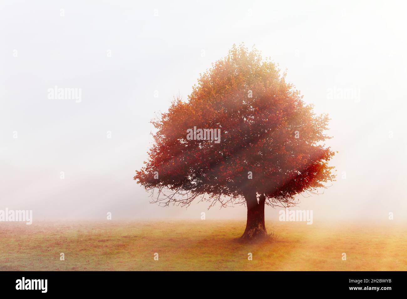 Autumn red tree in the fog Stock Photo - Alamy