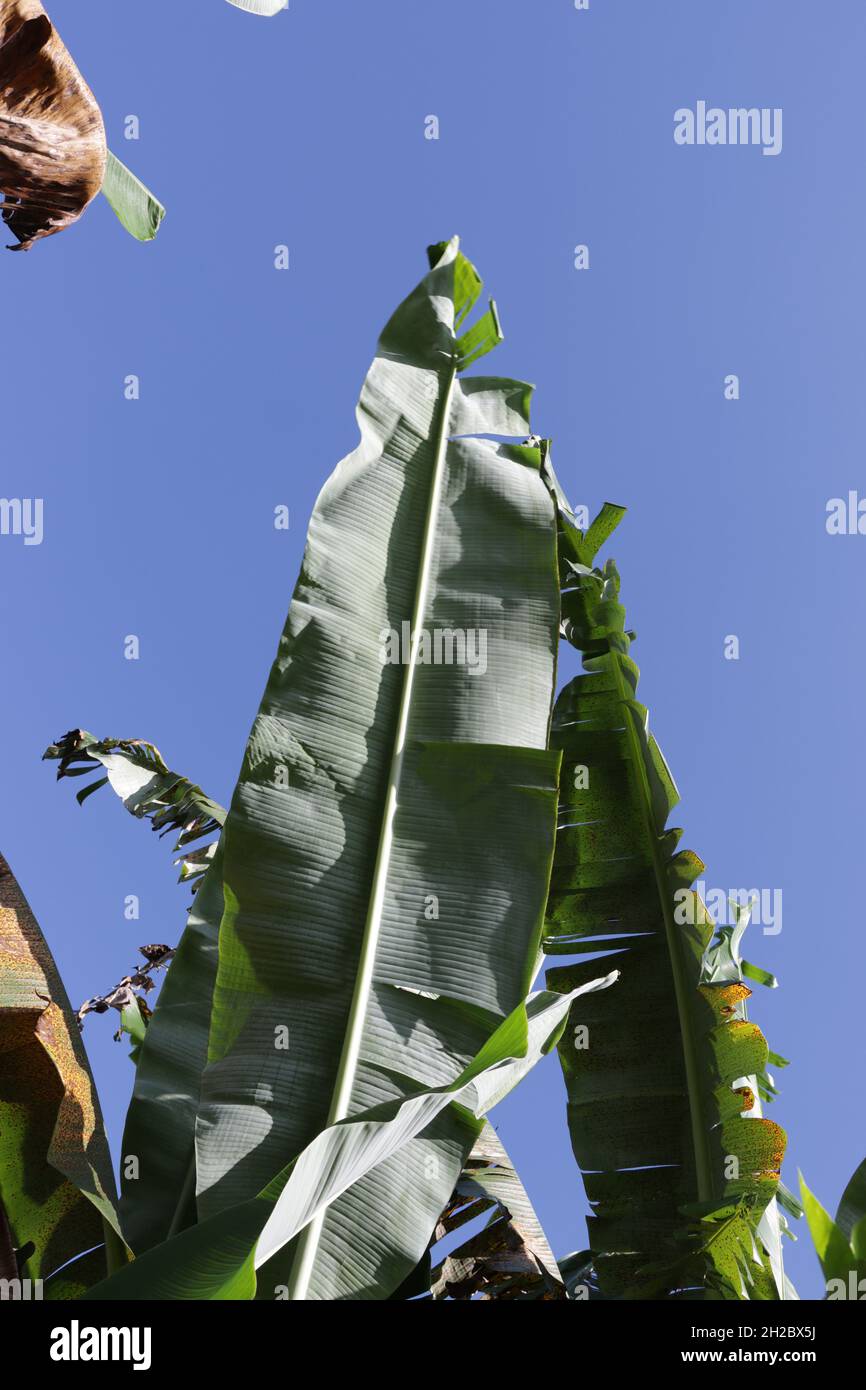 banana tree leaves, against a blue sky background Stock Photo - Alamy