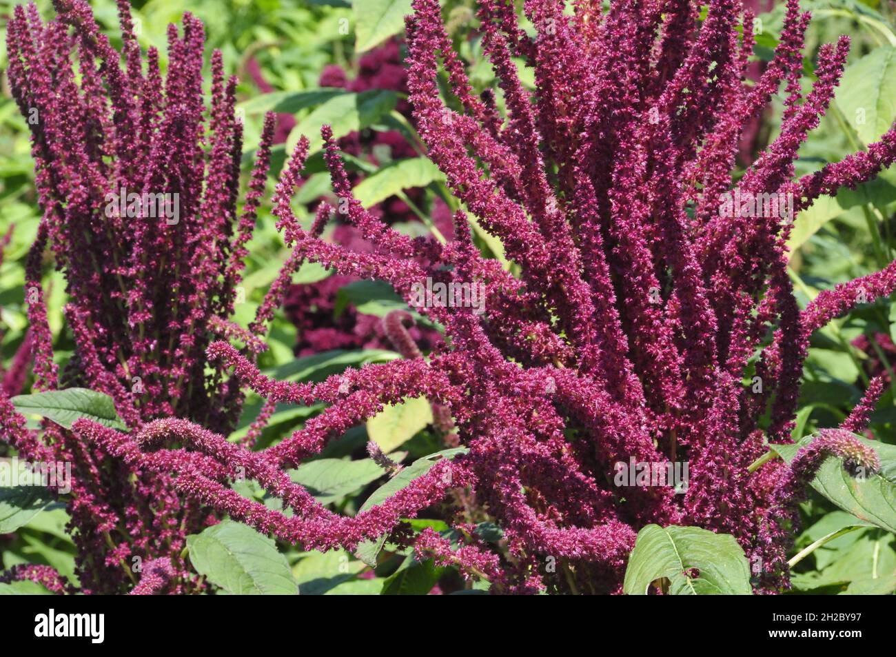 colorful natural garden without fertilizer with natural beds Stock