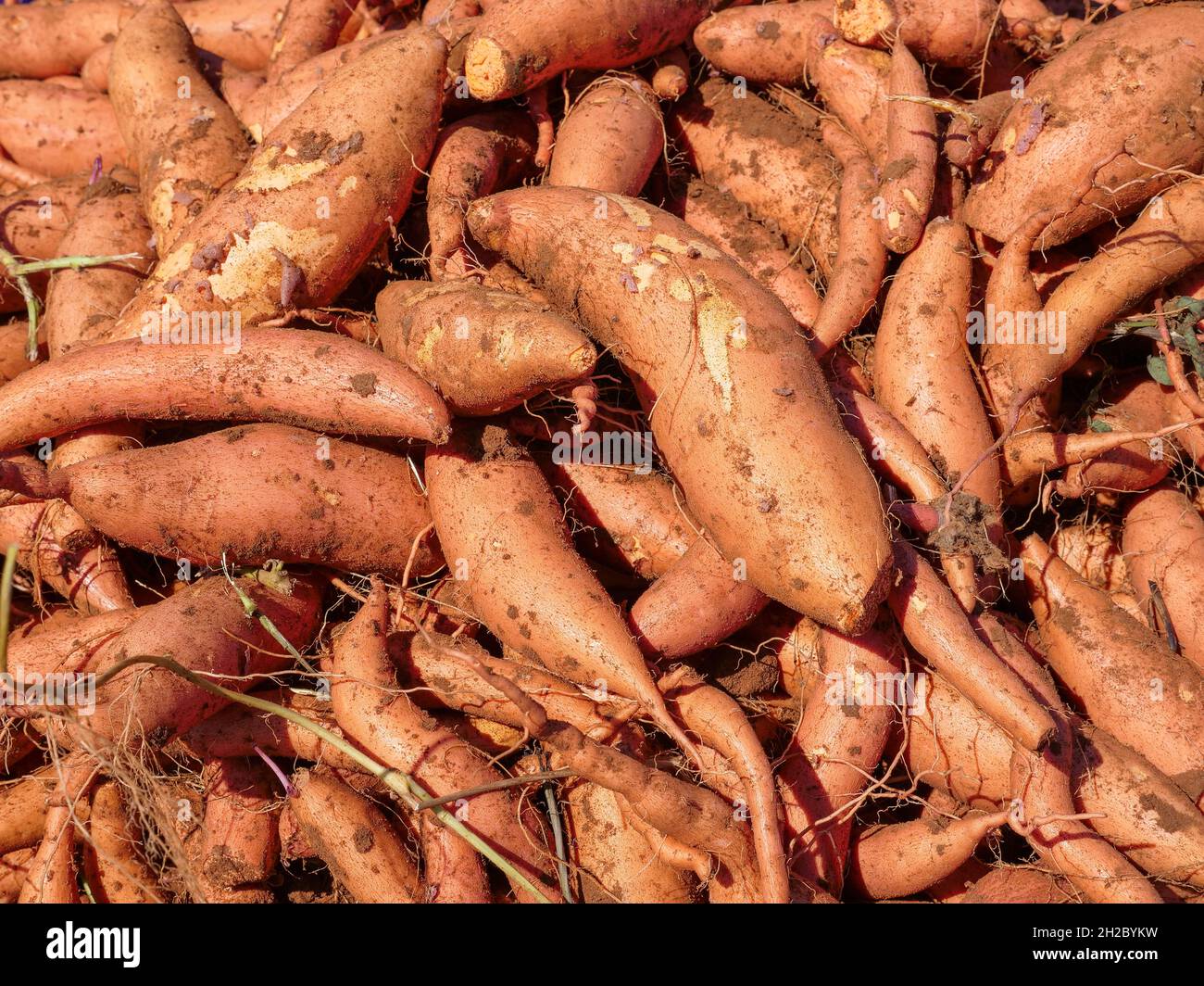 Pallet of Fresh dug Sweet Potatoes in a field. Stock Photo