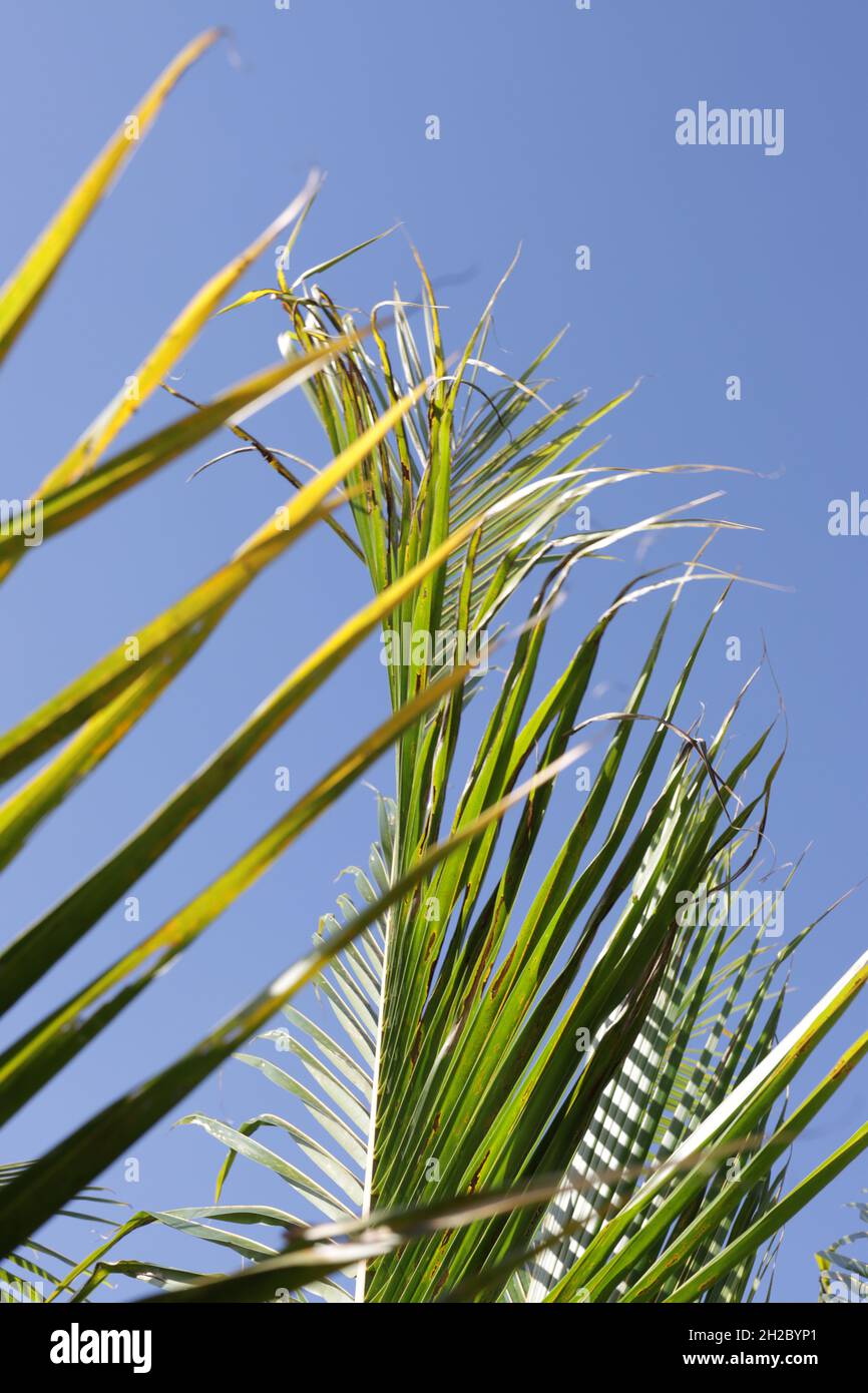 palm tree leaves, with blue sky background Stock Photo - Alamy