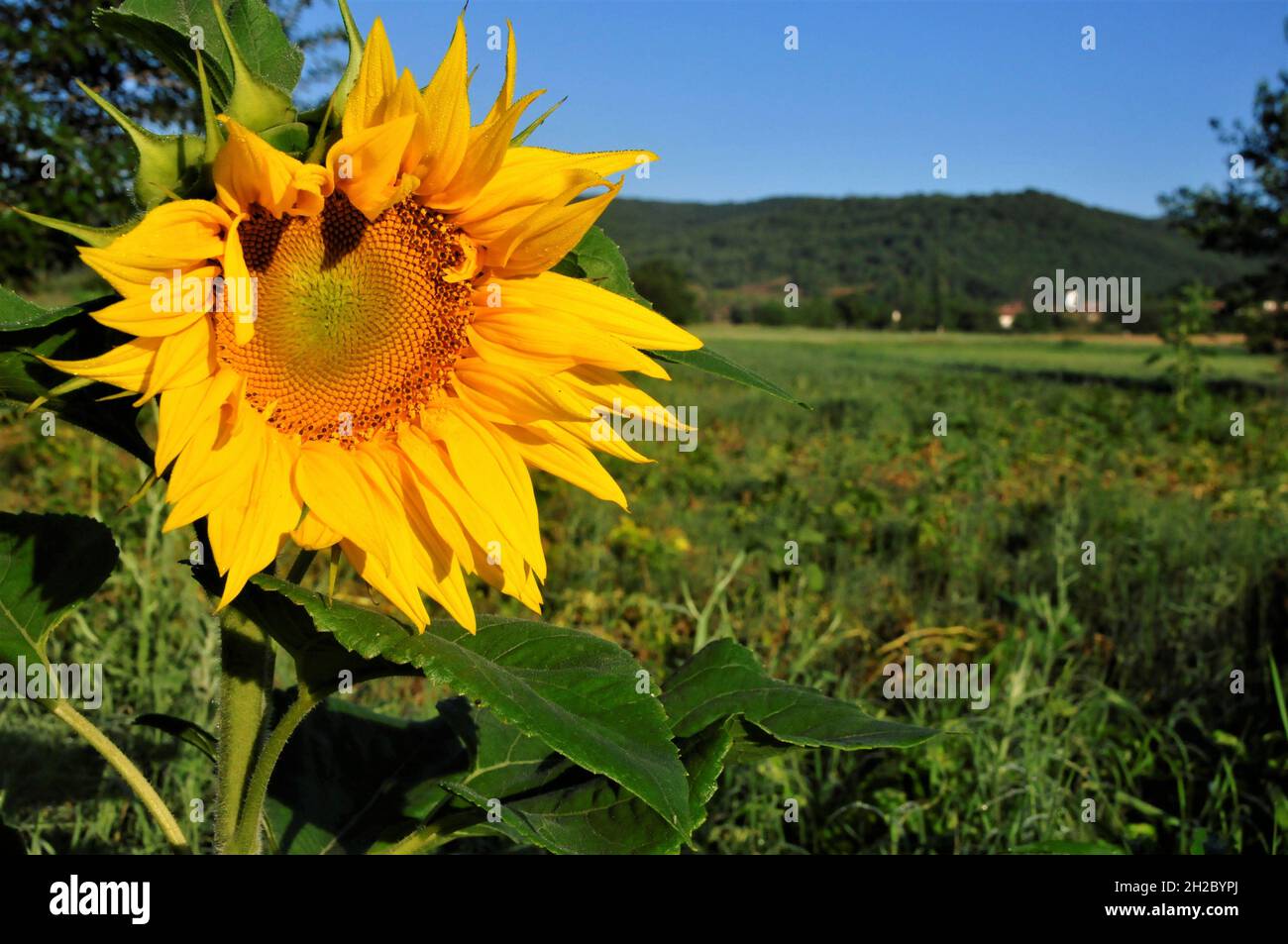 colorful natural garden without fertilizer with natural beds Stock