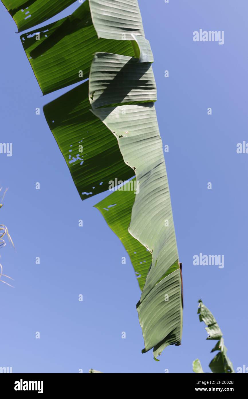 photo of banana leaves with blue sky background Stock Photo