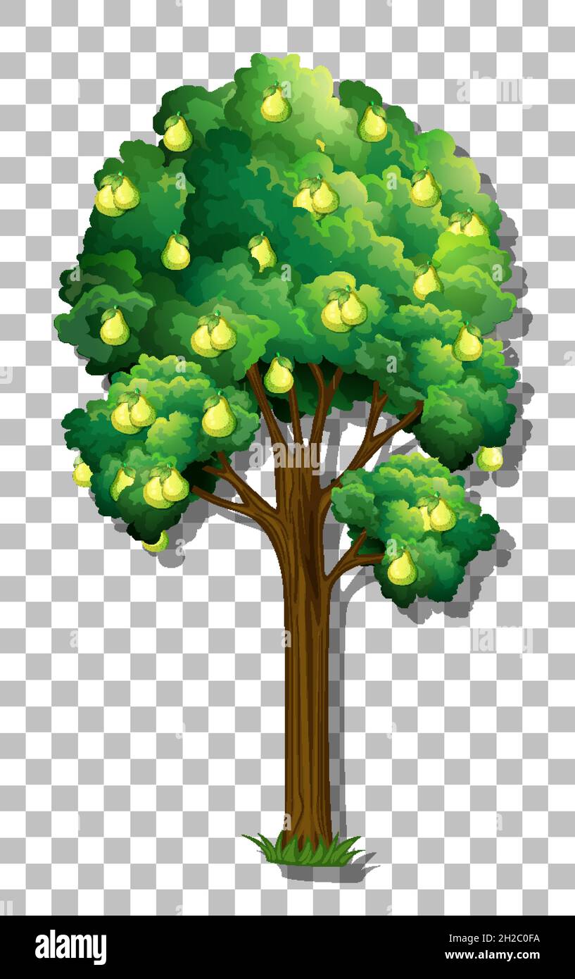 Pear tree on transparent background illustration Stock Vector Image ...