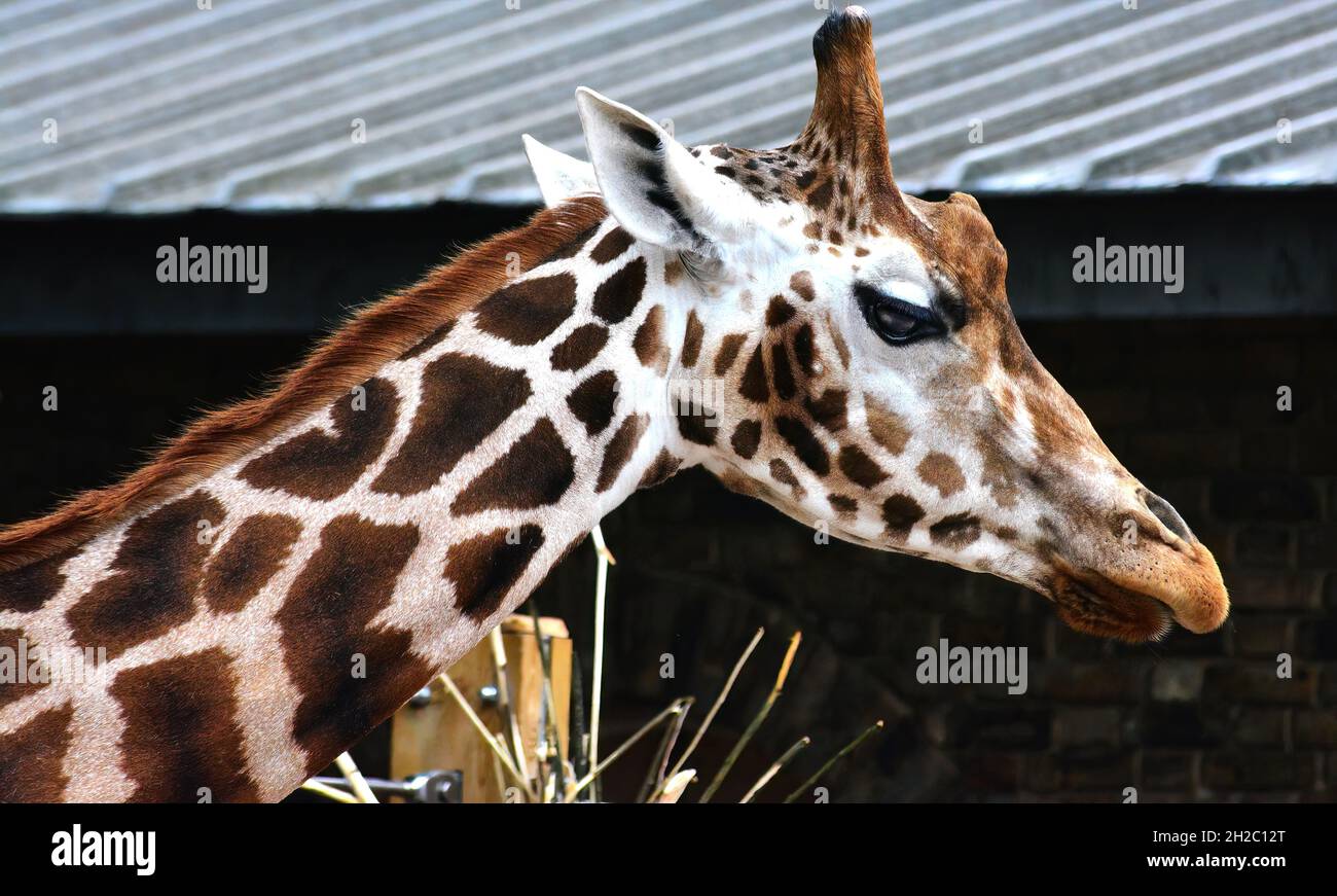 portrait of a giraffe Stock Photo
