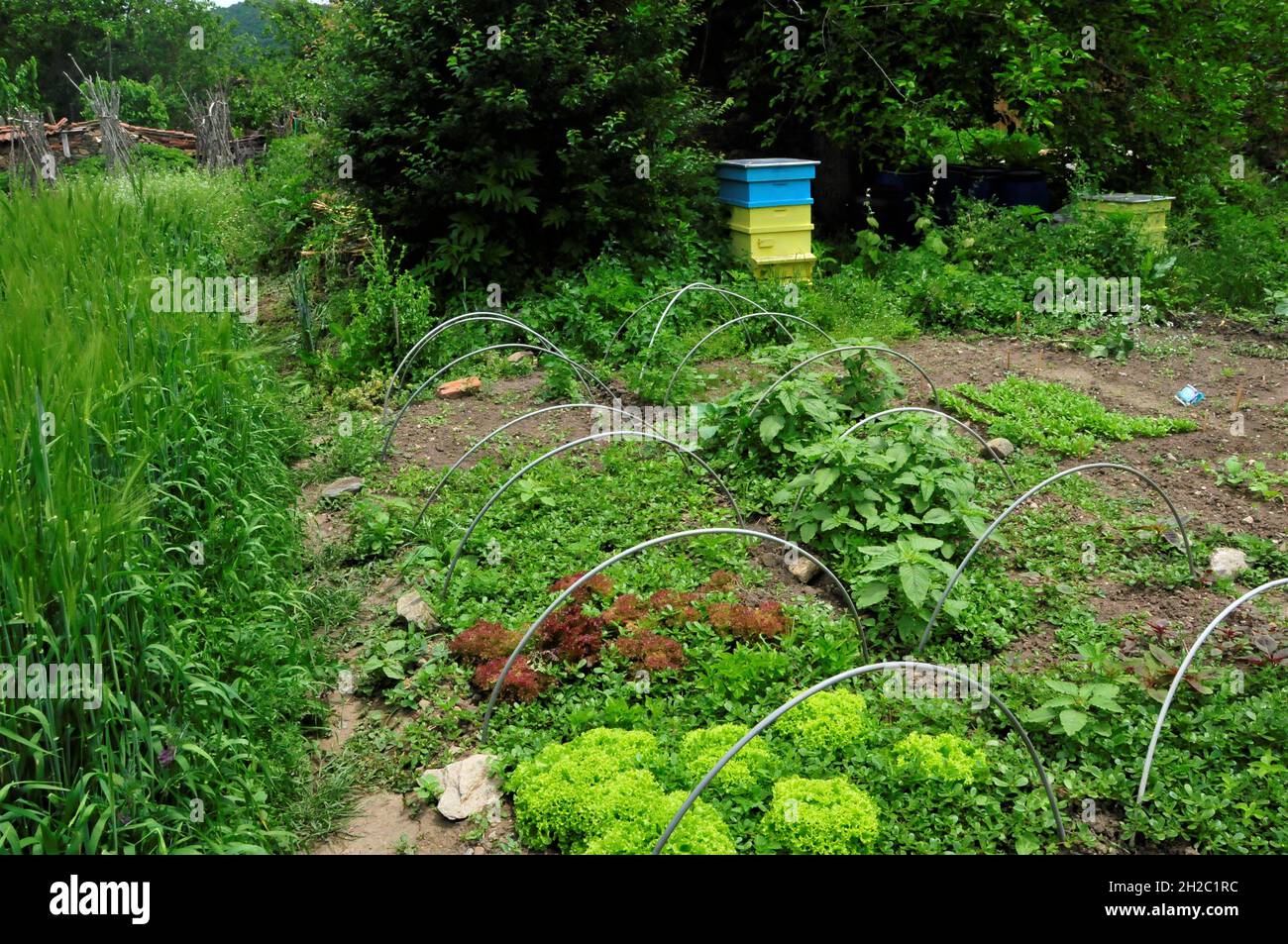 colorful natural garden without fertilizer with natural beds Stock