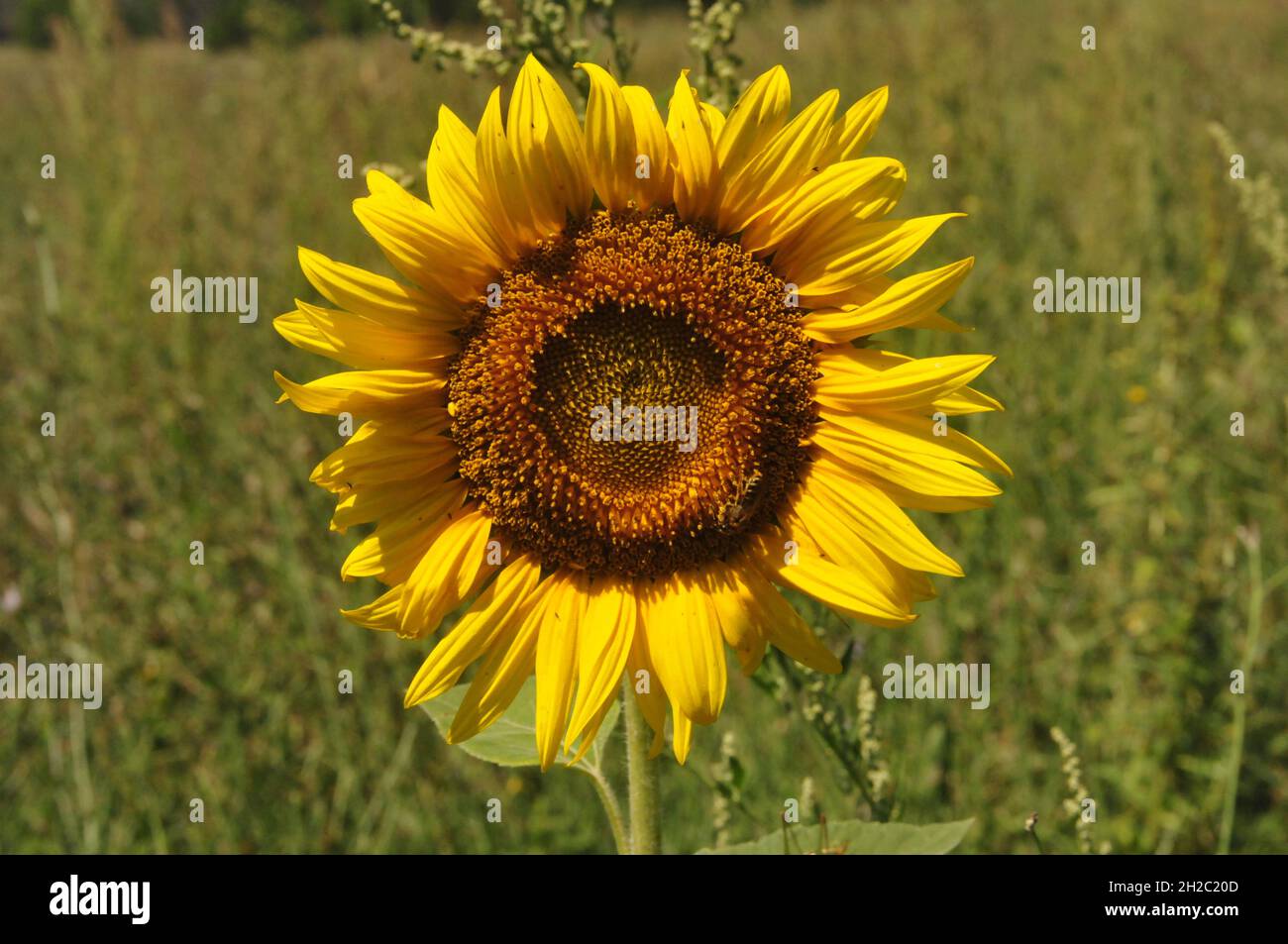 colorful natural garden without fertilizer with natural beds Stock