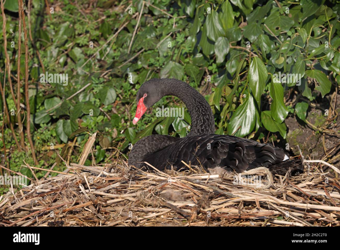 black swan (Cygnus atratus), Female breeds on the nest, Netherlands, Frisia, Jelsum Stock Photo