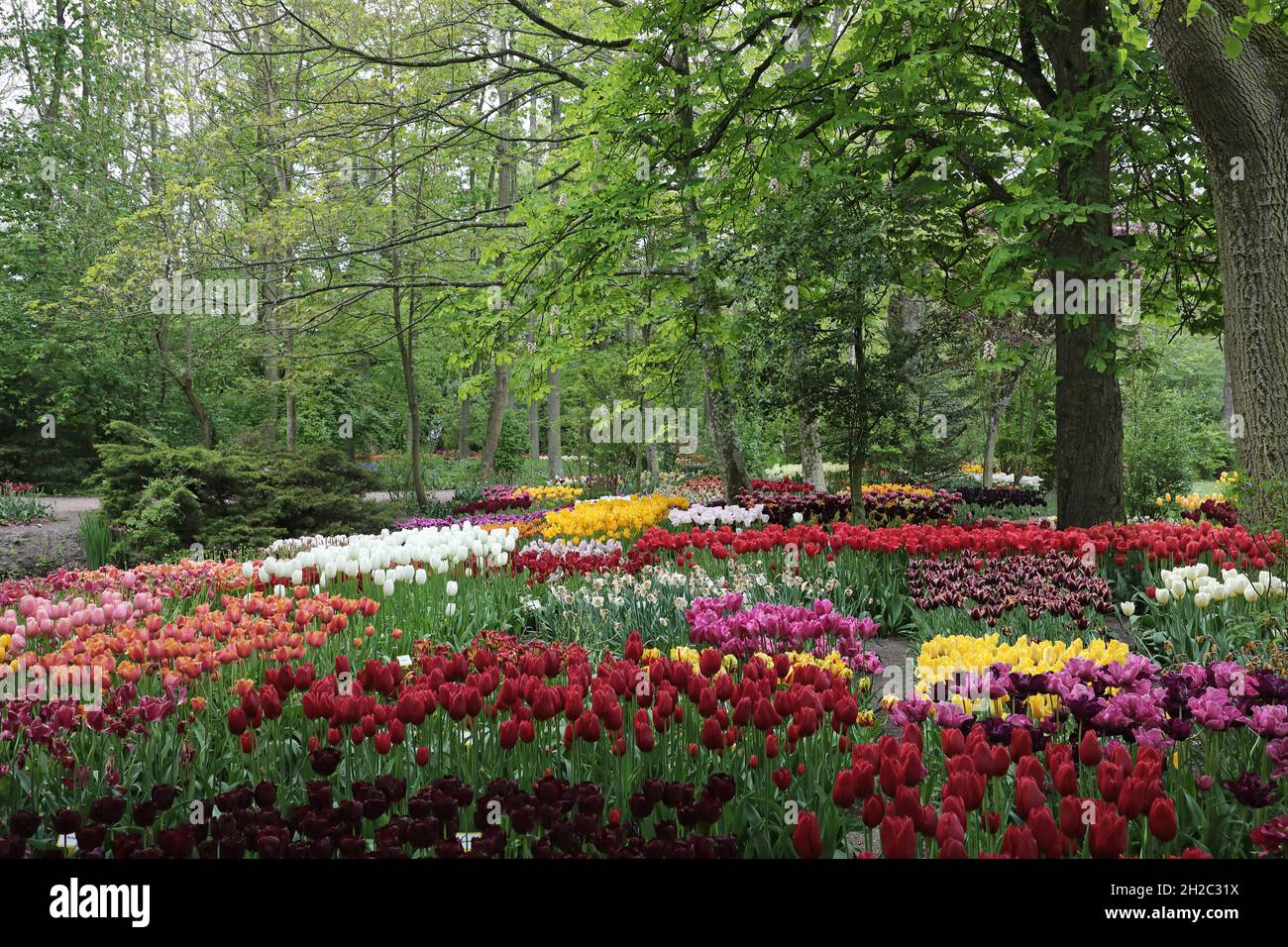 common garden tulip (Tulipa spec.), Poldertuin Park with different