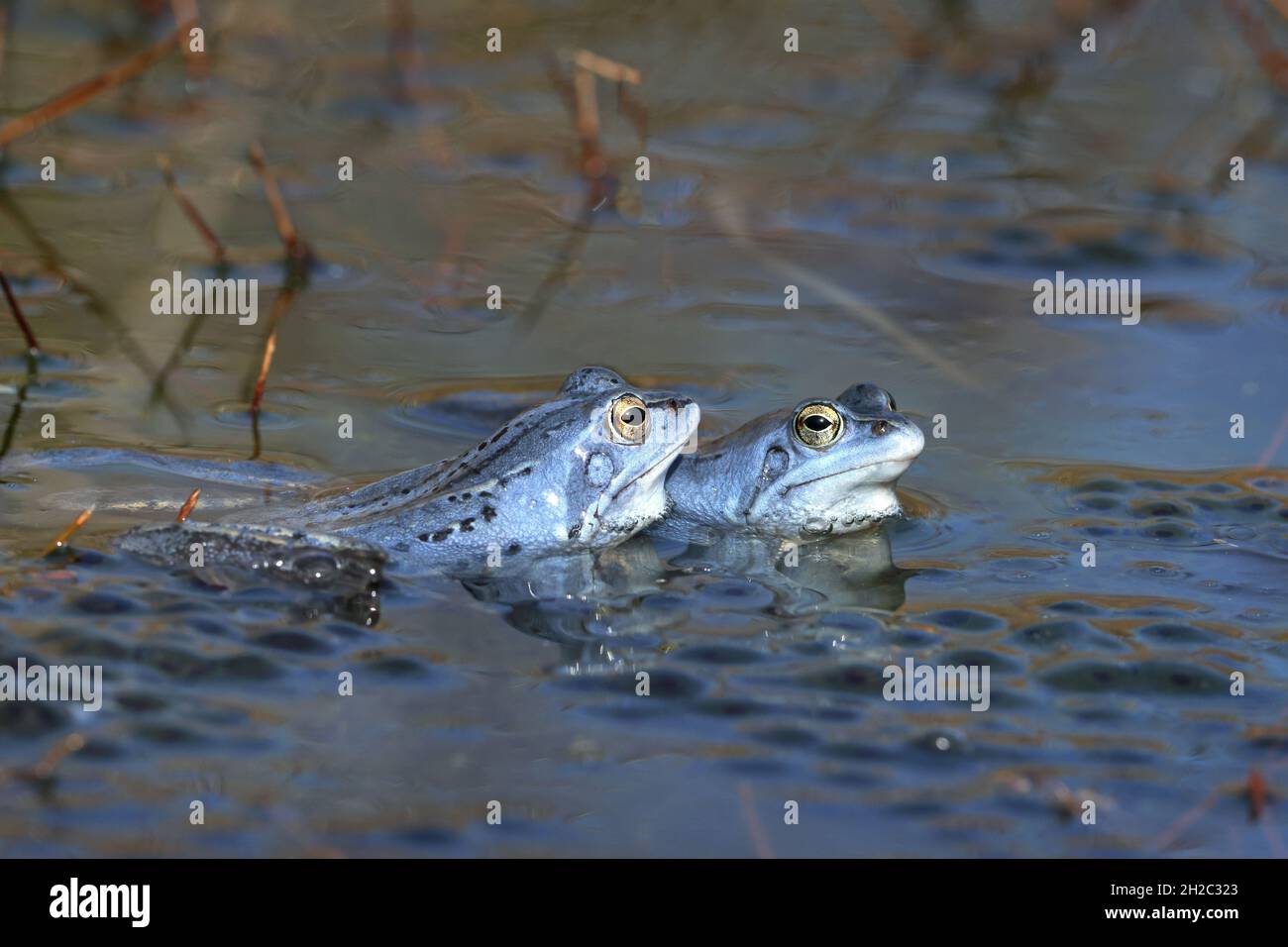 moor frog (Rana arvalis), Two blue males surrounded by spawn in a moor pond, Netherlands, Frisia Stock Photo