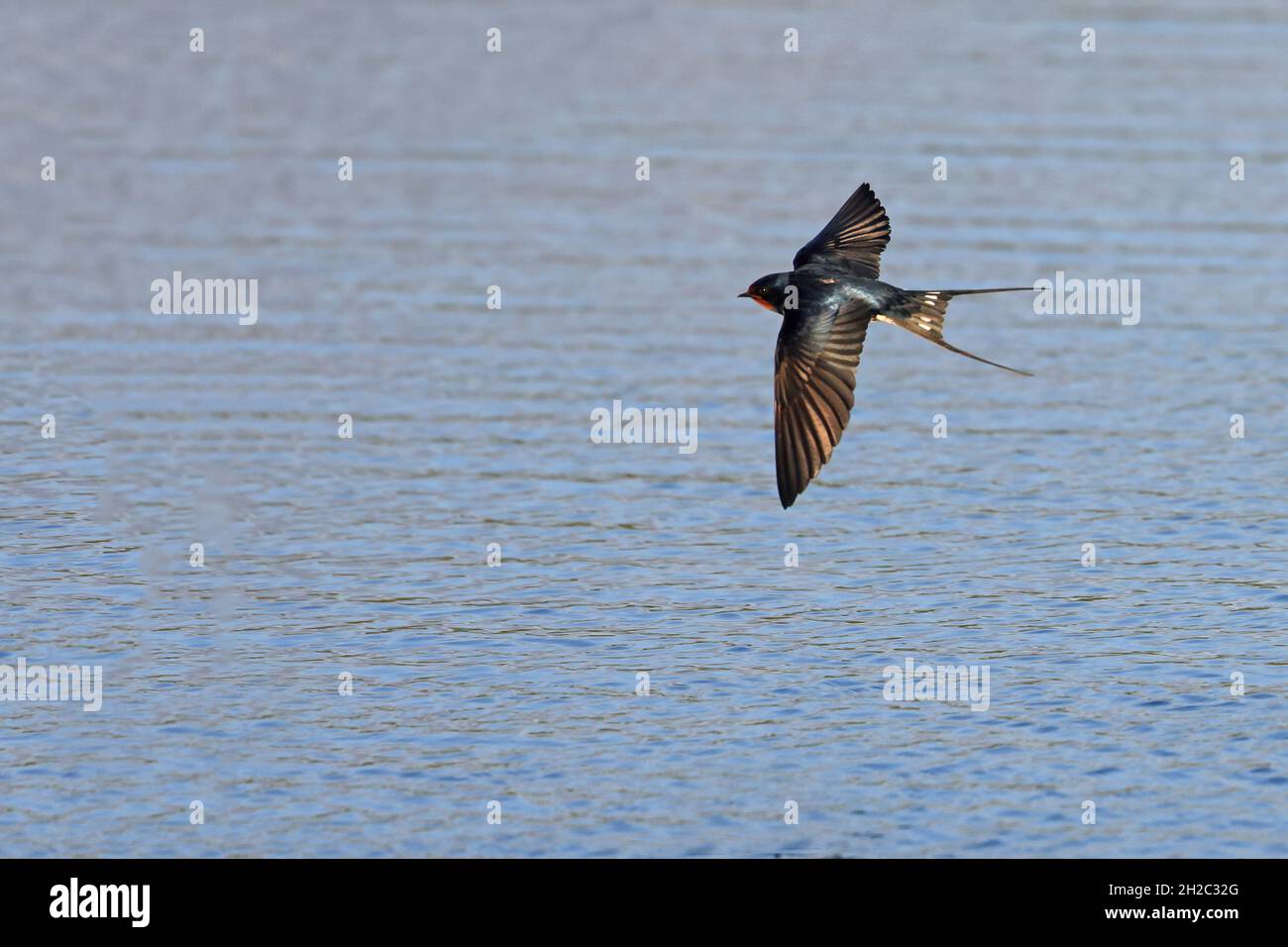 barn swallow (Hirundo rustica), flying over a stretch of water, Netherlands, Frisia Stock Photo