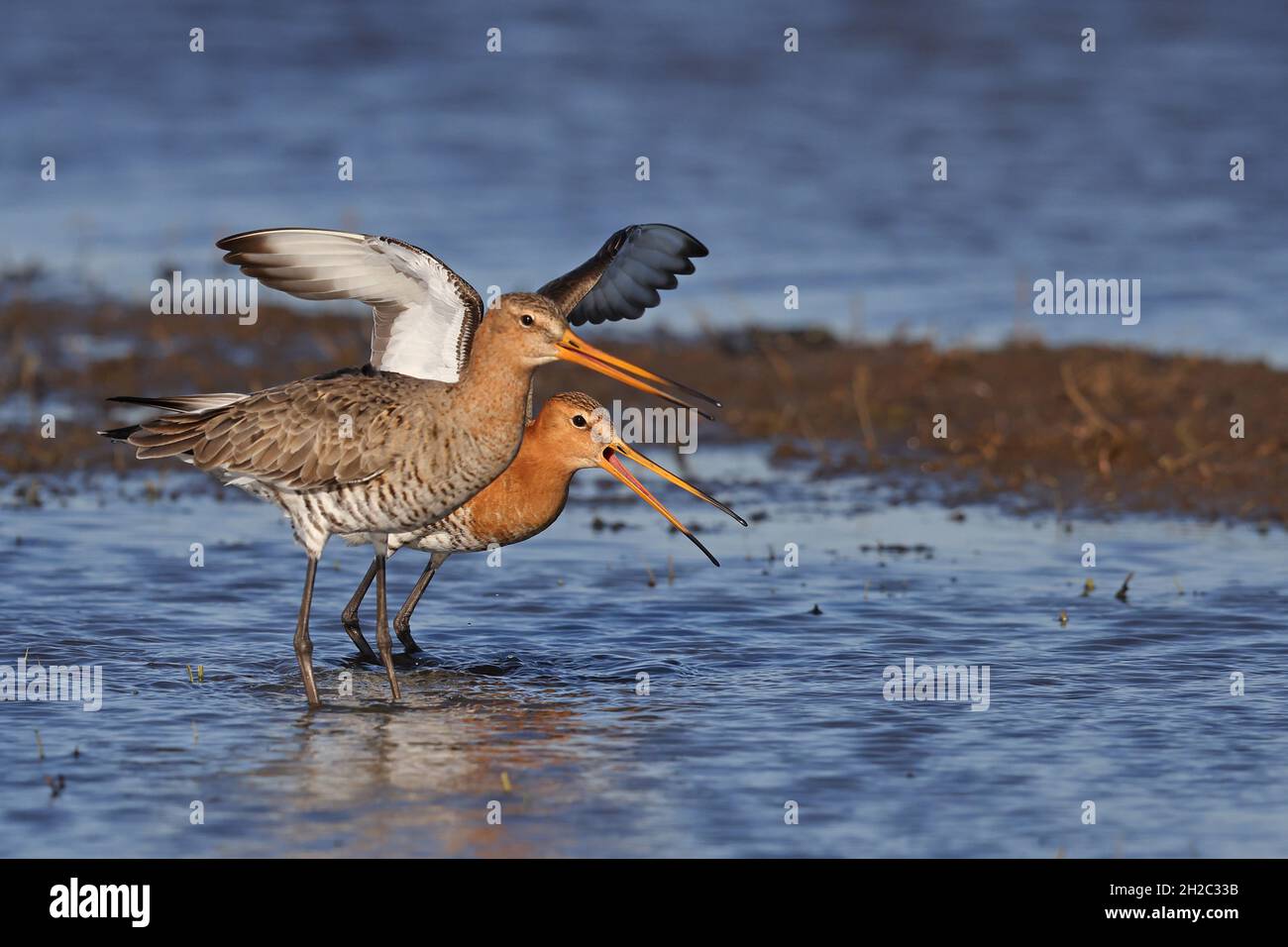 black-tailed godwit (Limosa limosa), male stands calling behind the female in shallow water after mating, Netherlands, Gelderland Stock Photo