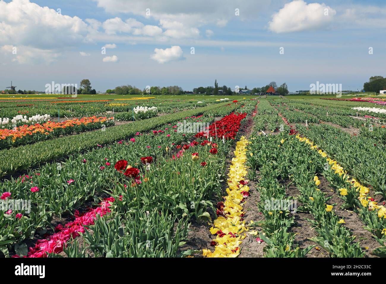 tulip field, petals lying next to the plants , Netherlands, Northern Netherlands, Opmeer Stock Photo