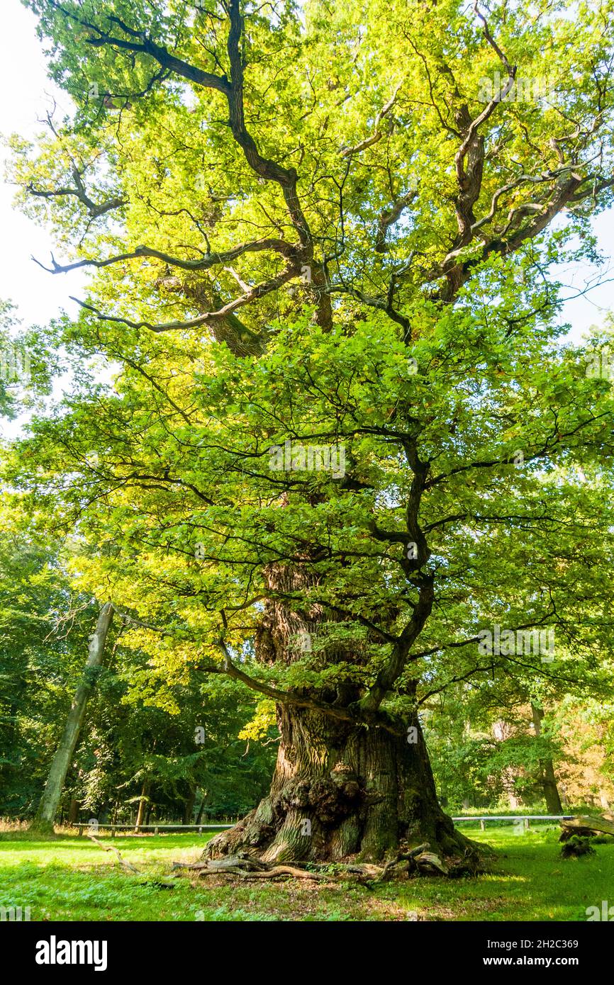 common oak, pedunculate oak, English oak (Quercus robur. Quercus