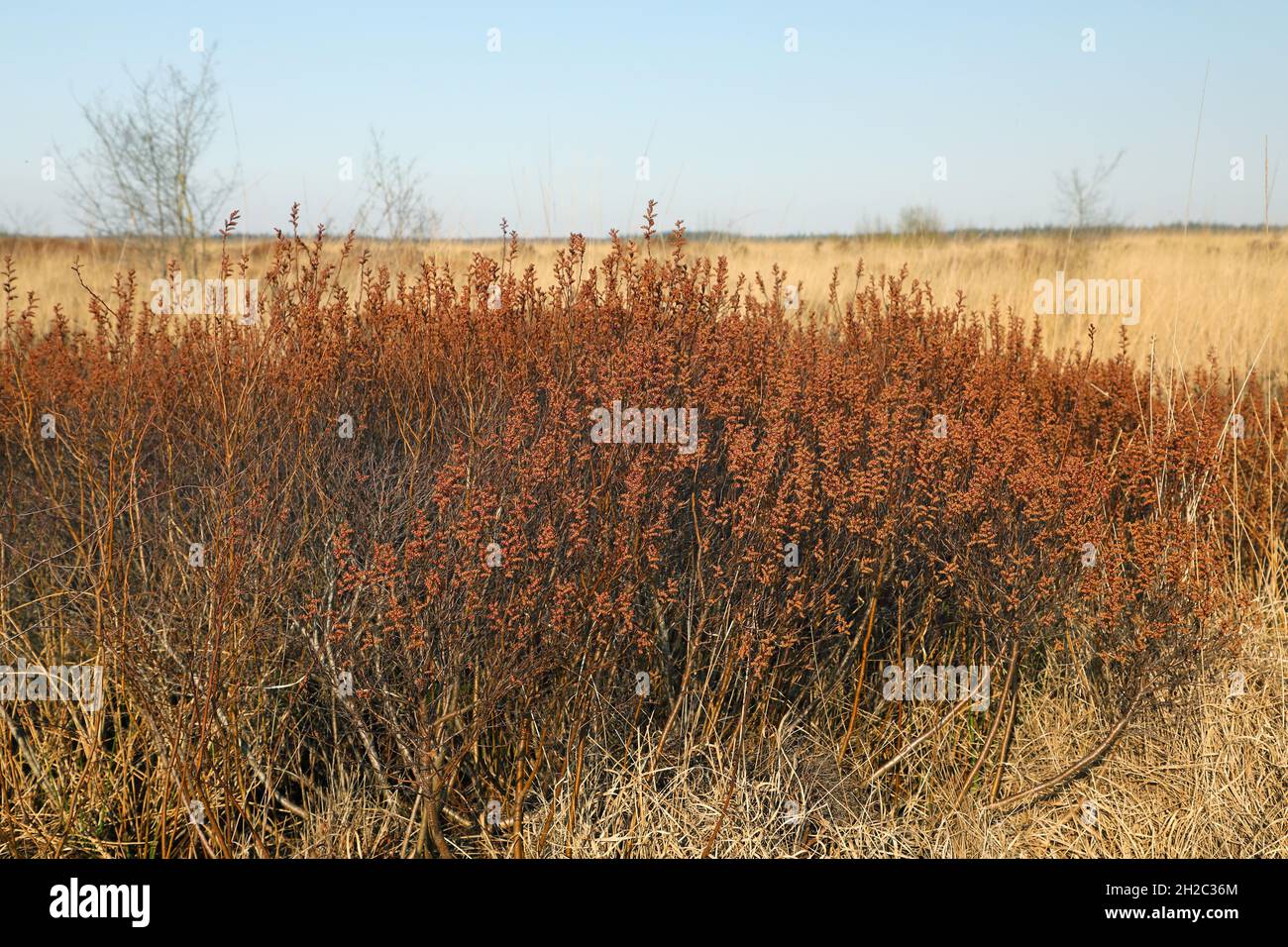 bog myrtle, sweet gale, sweet bayberry (Myrica gale, Gale palustris), Blooming male shrub, Netherlands, Frisia, Fochteloerveen Stock Photo