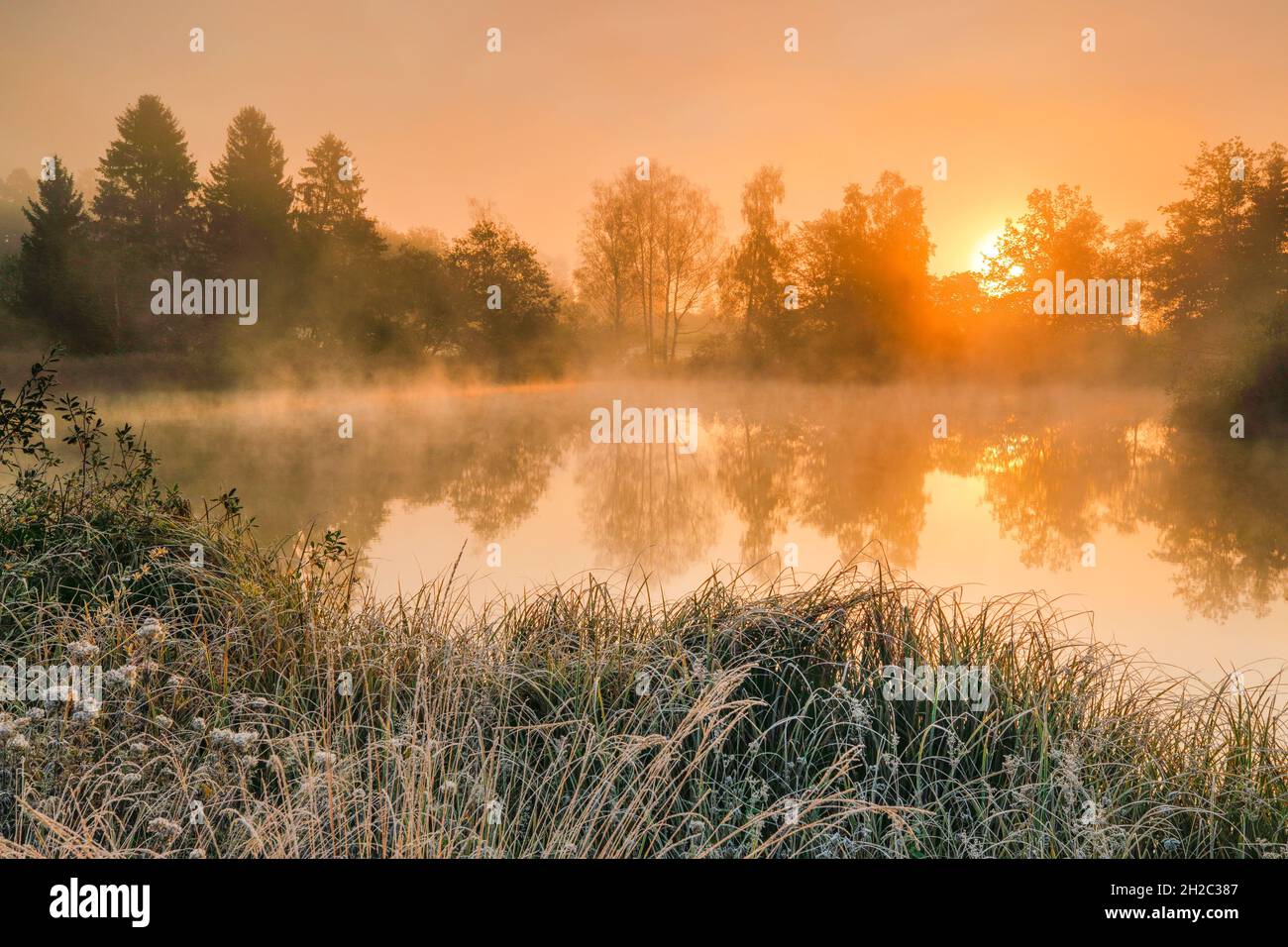 Morning mood with hoar frost at a pond in nature reserve Wildert in autumn, Switzerland, Illnau Stock Photo