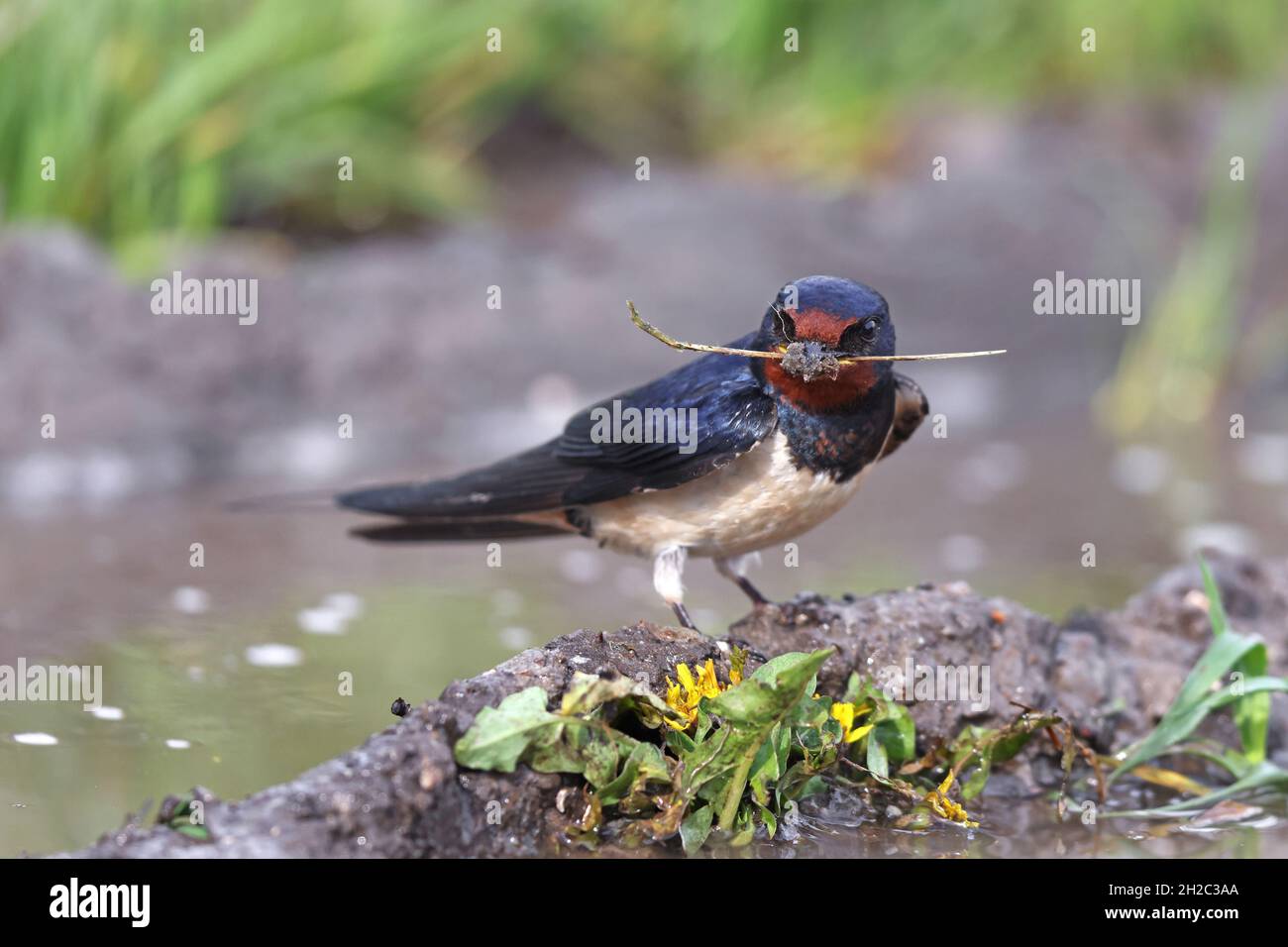 barn swallow (Hirundo rustica), stands at a puddle with nesting material in the bill, Netherlands, Frisia Stock Photo