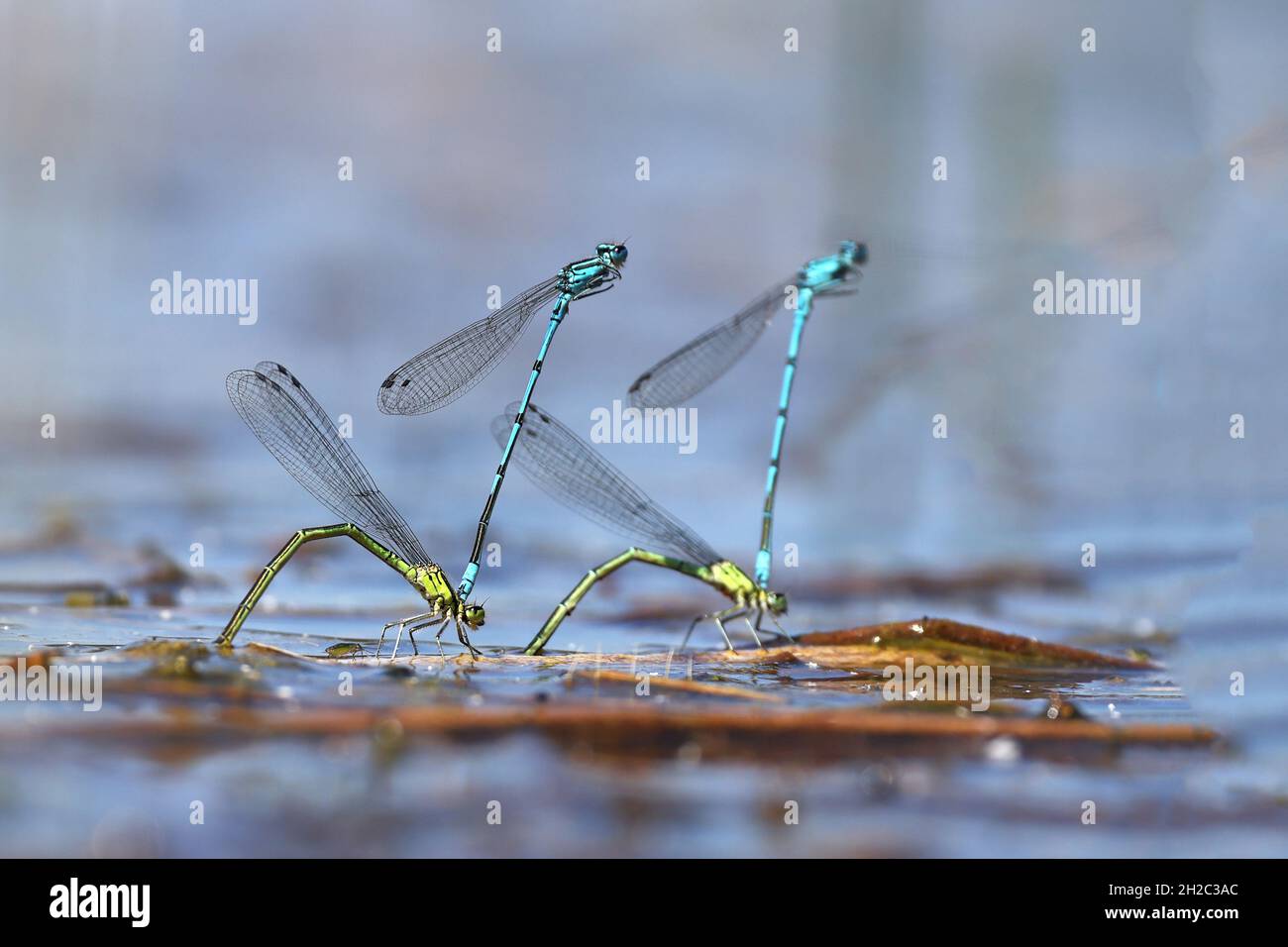 Common coenagrion, Azure damselfly (Coenagrion puella), Two couples deposit eggs in shallow water, Netherlands, Frisia, Oldeberkoop Stock Photo