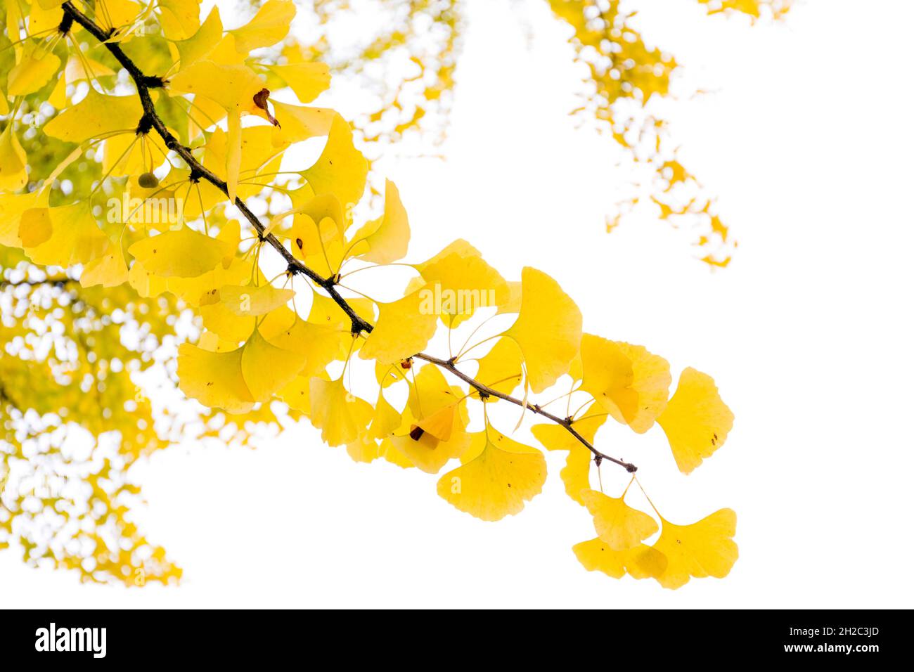 maidenhair tree, Ginkgo Tree, Gingko Tree, Ginko Tree (Ginkgo biloba), Twig with autumn leaves and seeds in front of white background, Germany, Stock Photo
