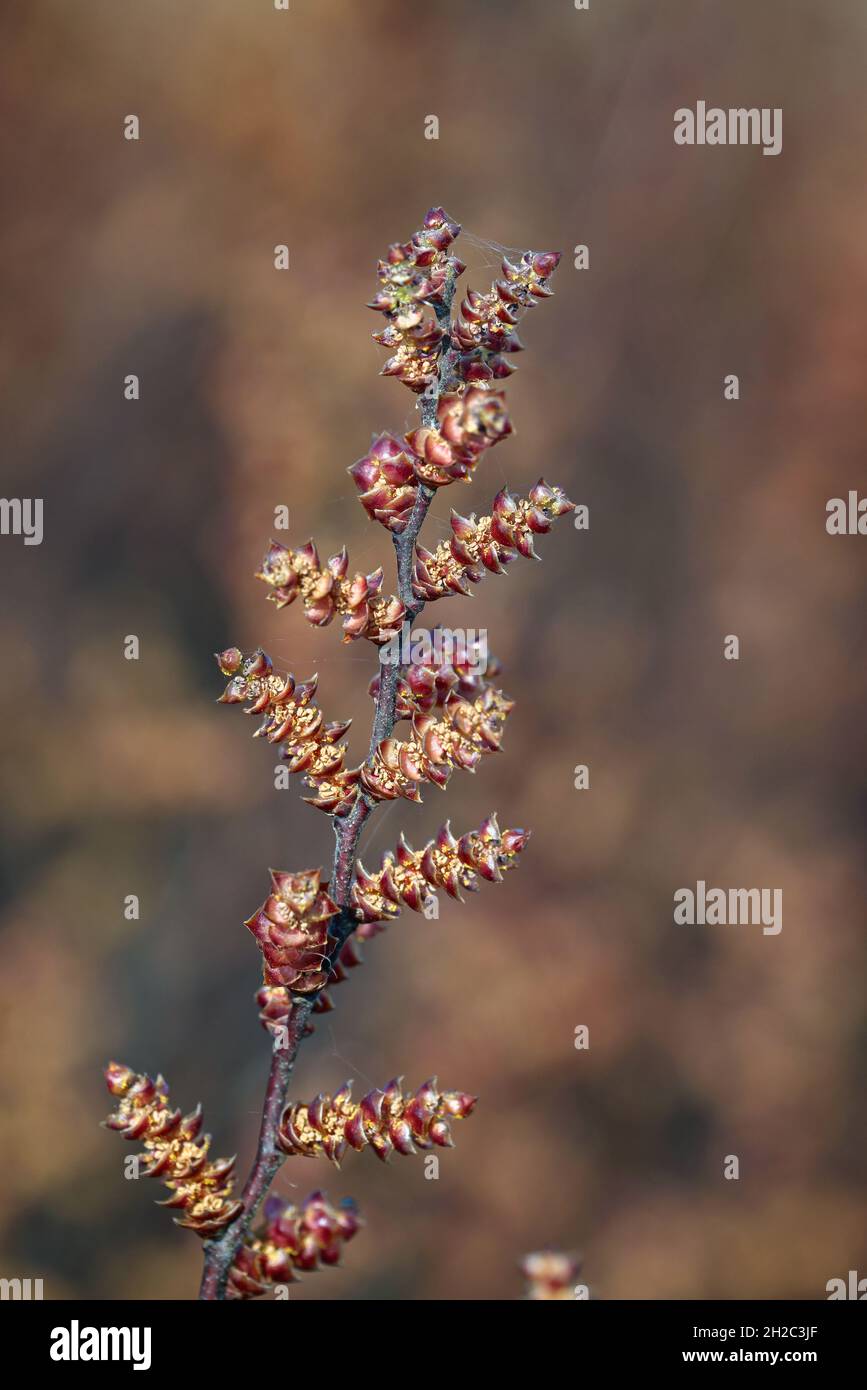 bog myrtle, sweet gale, sweet bayberry (Myrica gale, Gale palustris), Netherlands, Frisia, Fochteloerveen Stock Photo