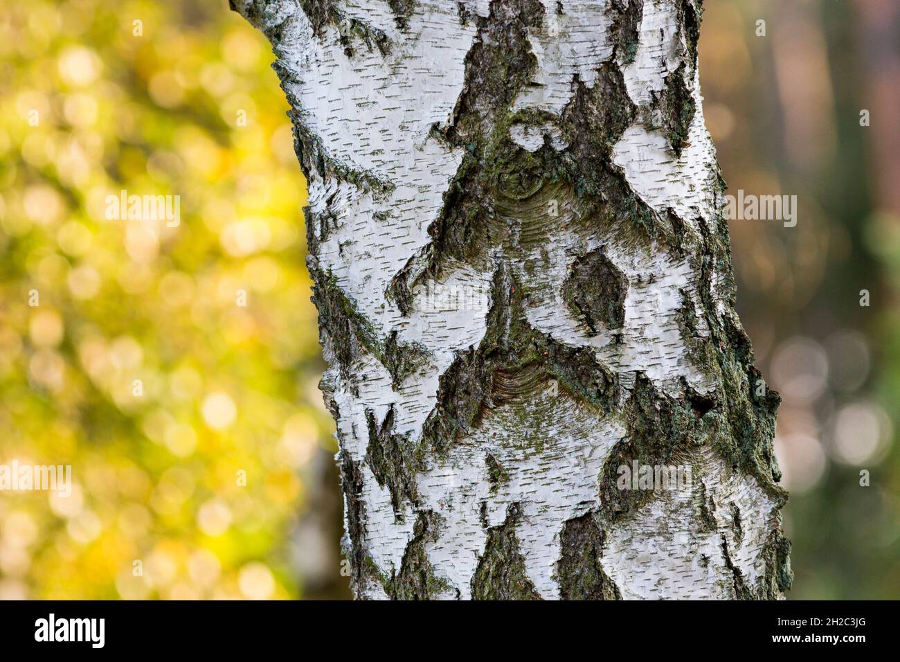 common birch, silver birch, European white birch, white birch (Betula