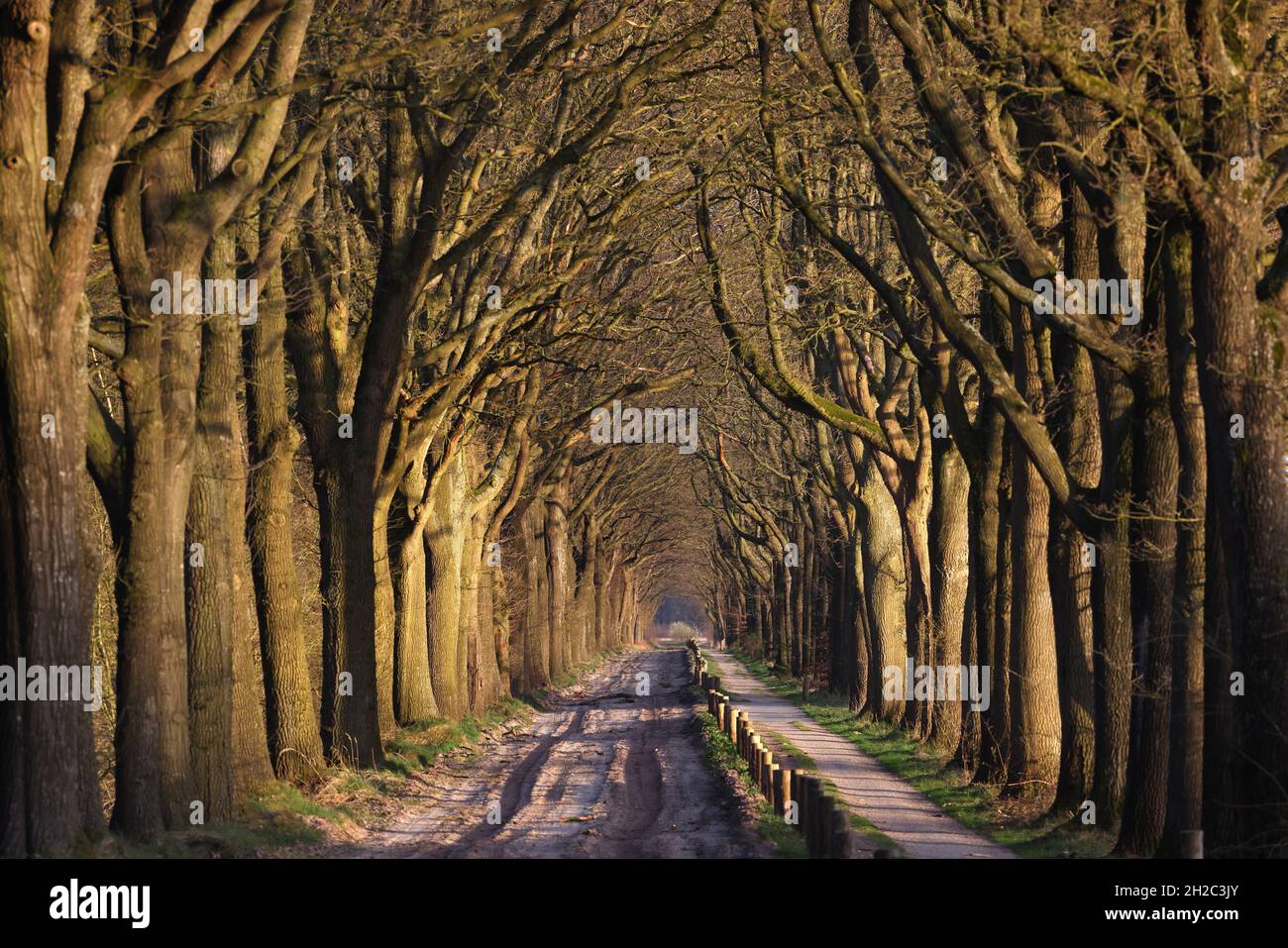 Oak alley naer Huis Ter Heide, Netherlands, Frisia, NSG Fochteloerveen Stock Photo