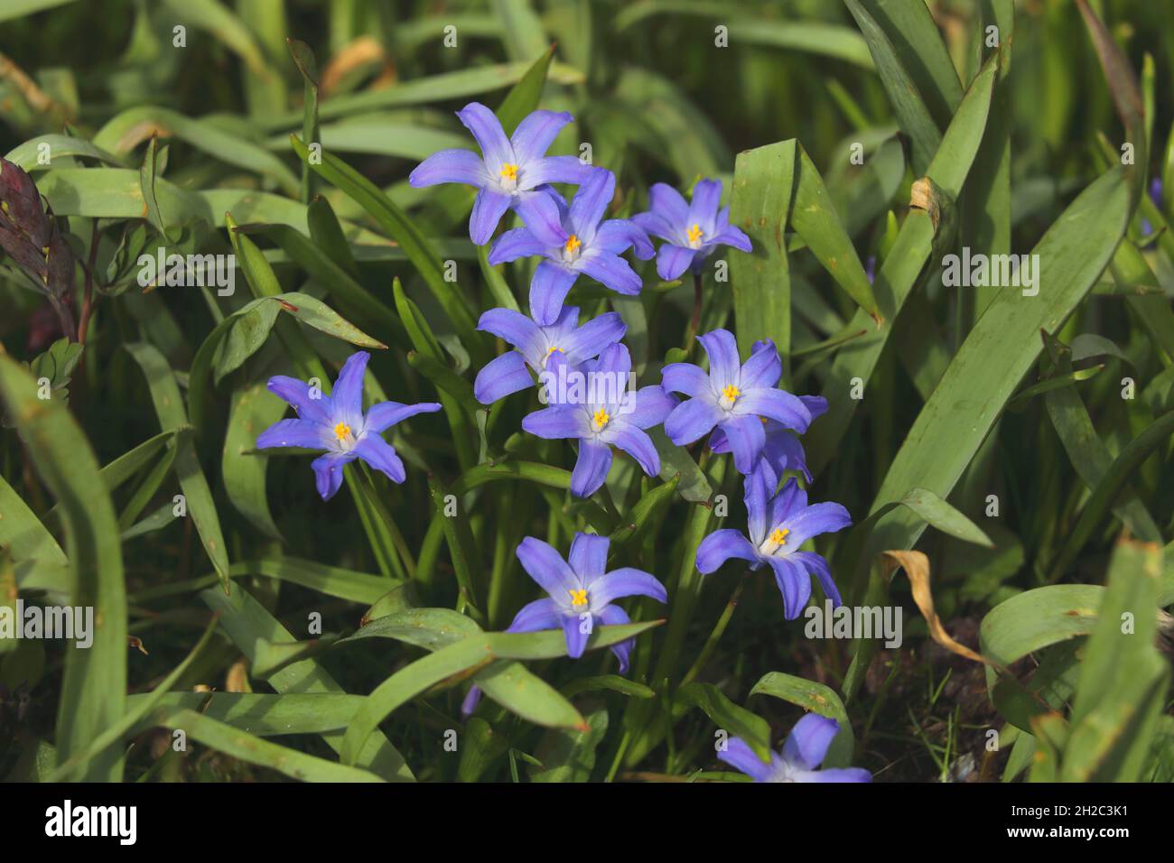 lesser glory-of-the-snow (Chionodoxa sardensis, Scilla sardensis), blooming Stock Photo