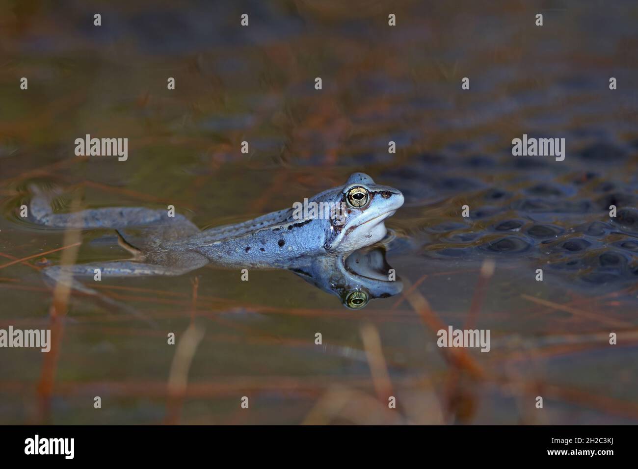moor frog (Rana arvalis), Blue male surrounded by spawn in a moor pond, Netherlands, Frisia Stock Photo