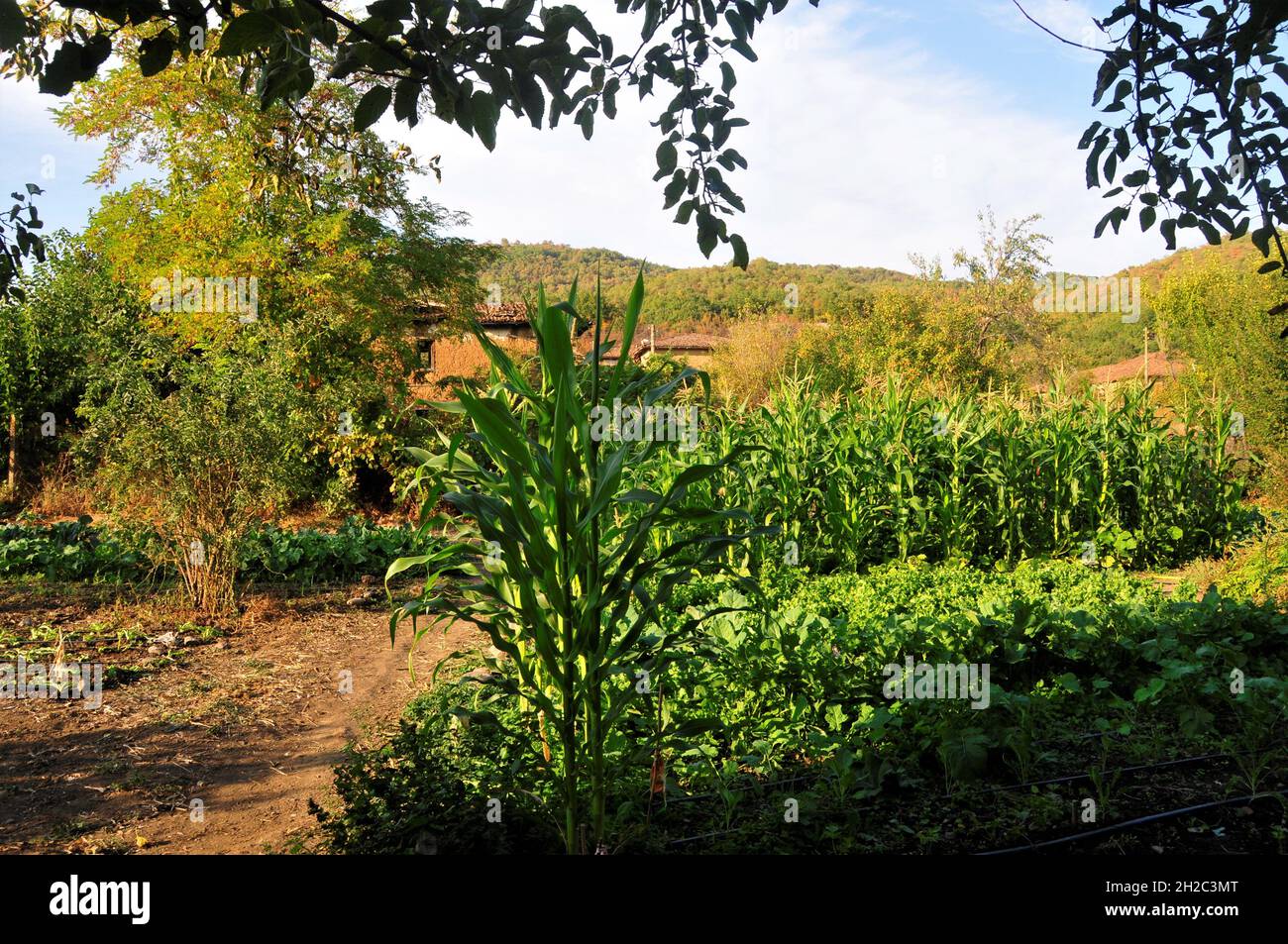 colorful natural garden without fertilizer with natural beds Stock