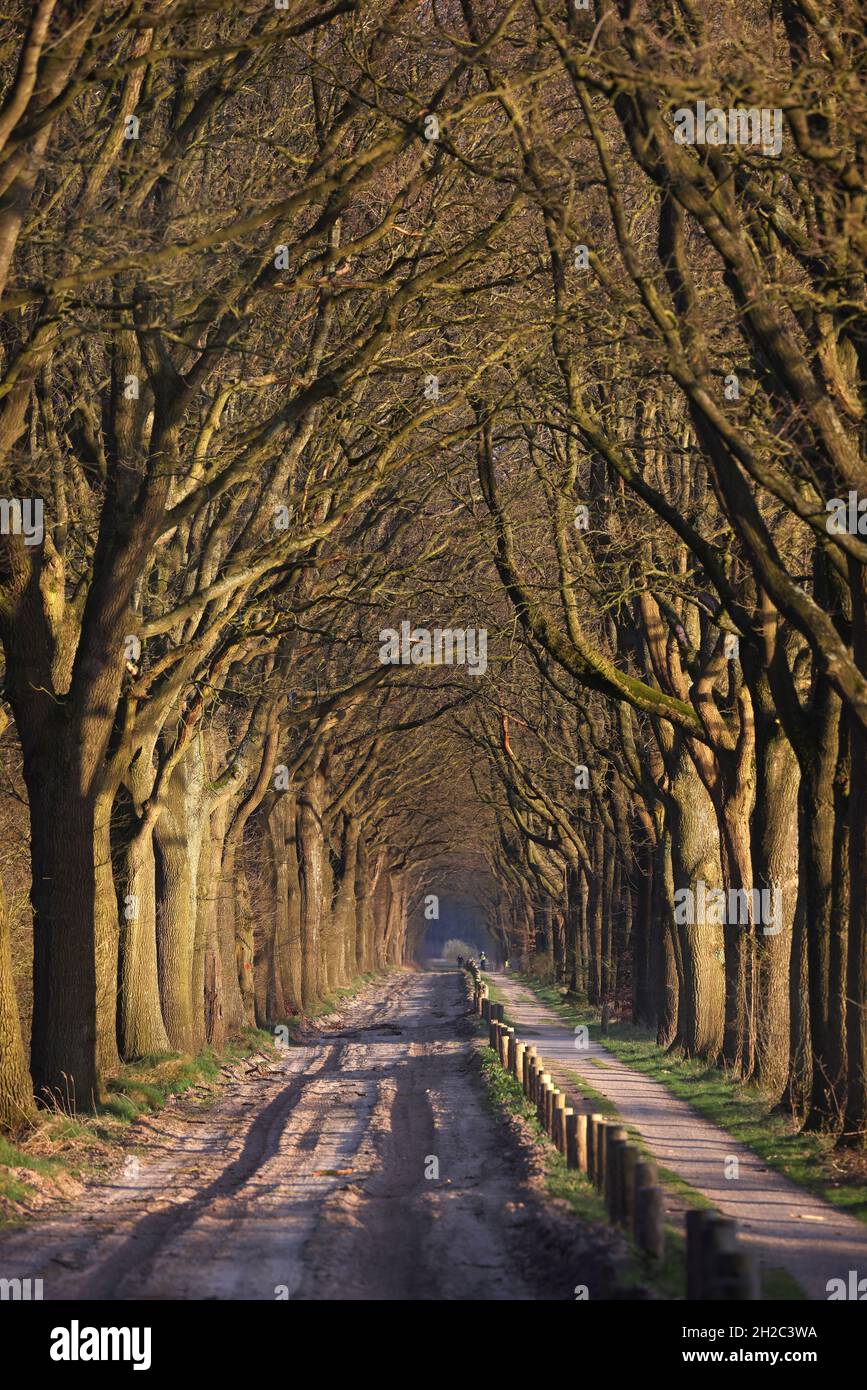 Oak alley naer Huis Ter Heide, Netherlands, Frisia, NSG Fochteloerveen Stock Photo
