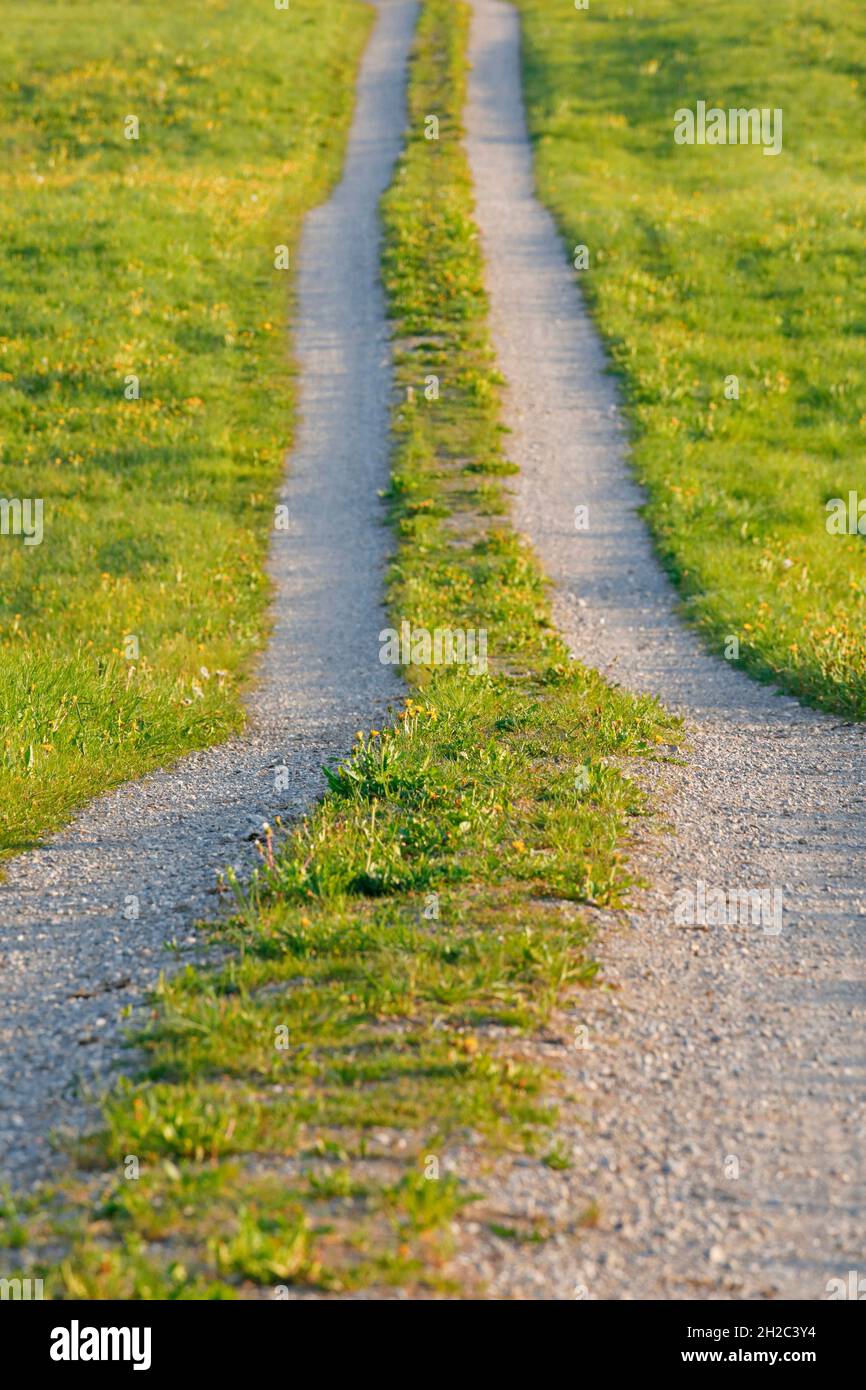 field path through flower meadows in spring, Switzerland Stock Photo