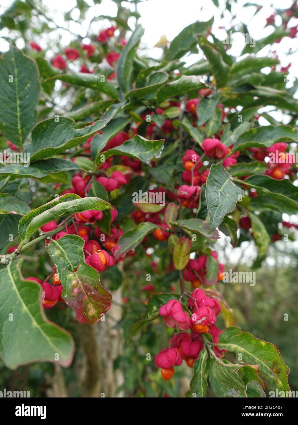 Selective focus shot of blooming Euonymus verrucosus flowers Stock Photo