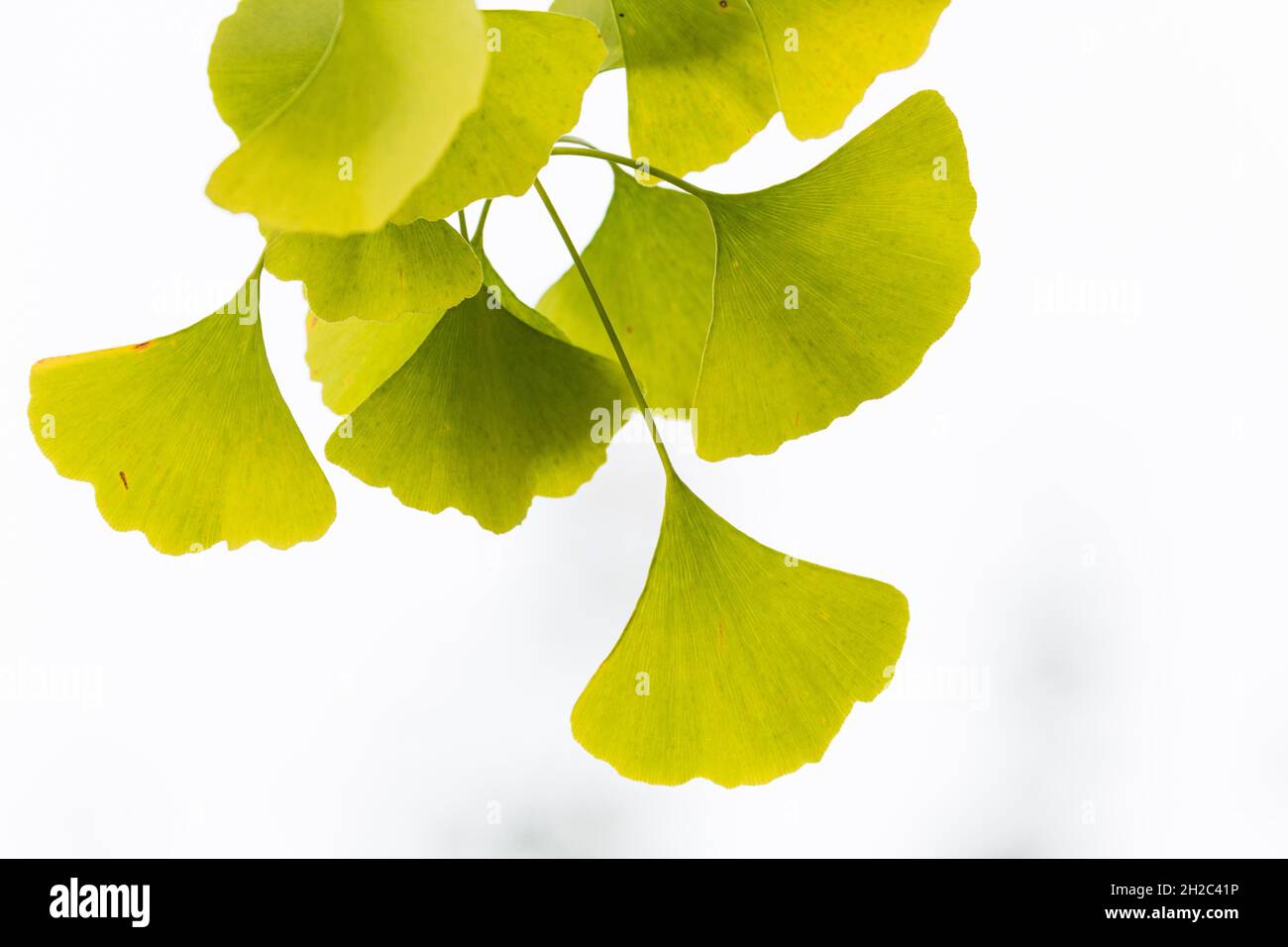 maidenhair tree, Ginkgo Tree, Gingko Tree, Ginko Tree (Ginkgo biloba