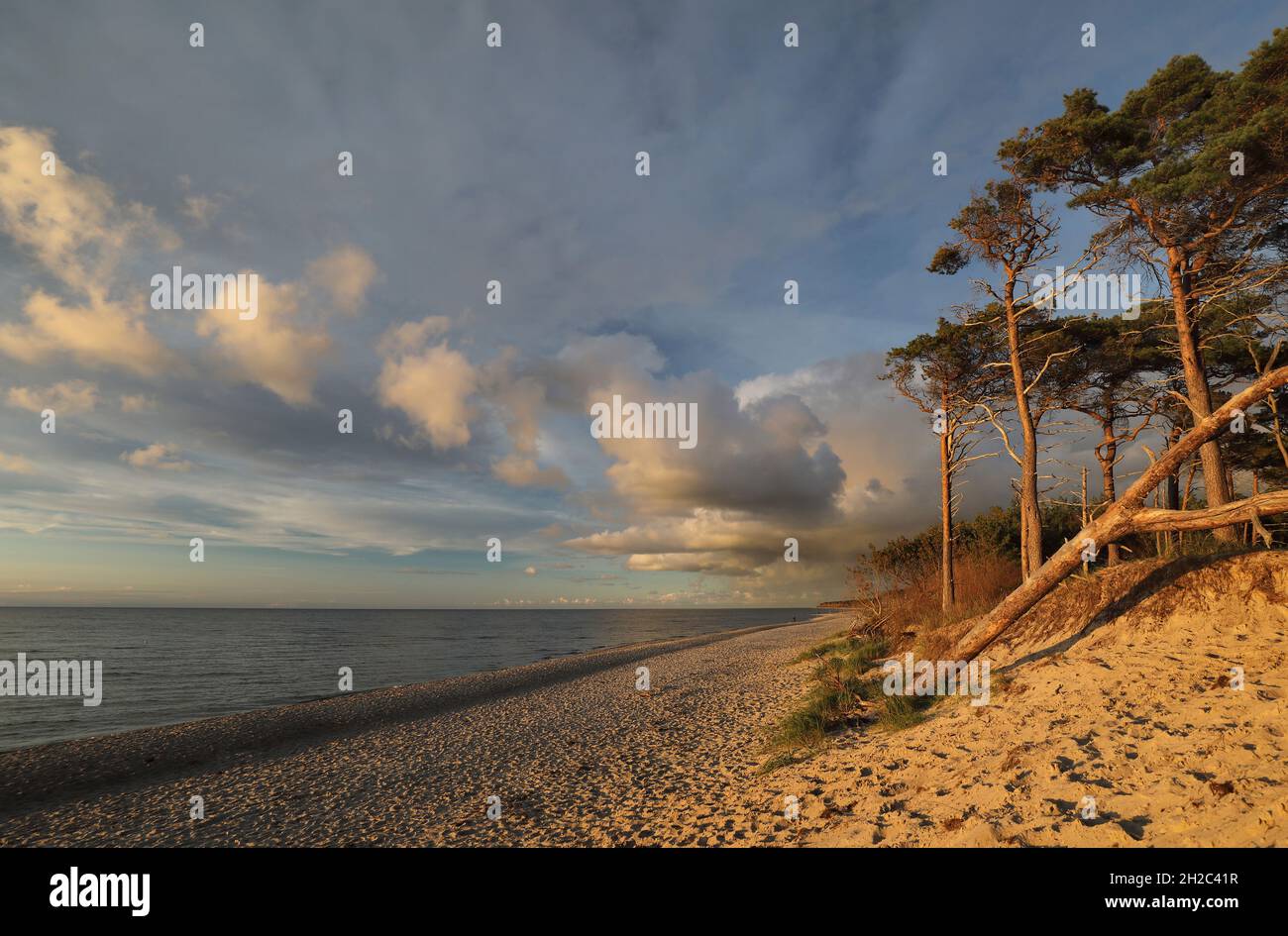 Scotch pine, Scots pine (Pinus sylvestris), Coast of the Baltic Sea with pines at the Darss, Germany, Mecklenburg-Western Pomerania Stock Photo