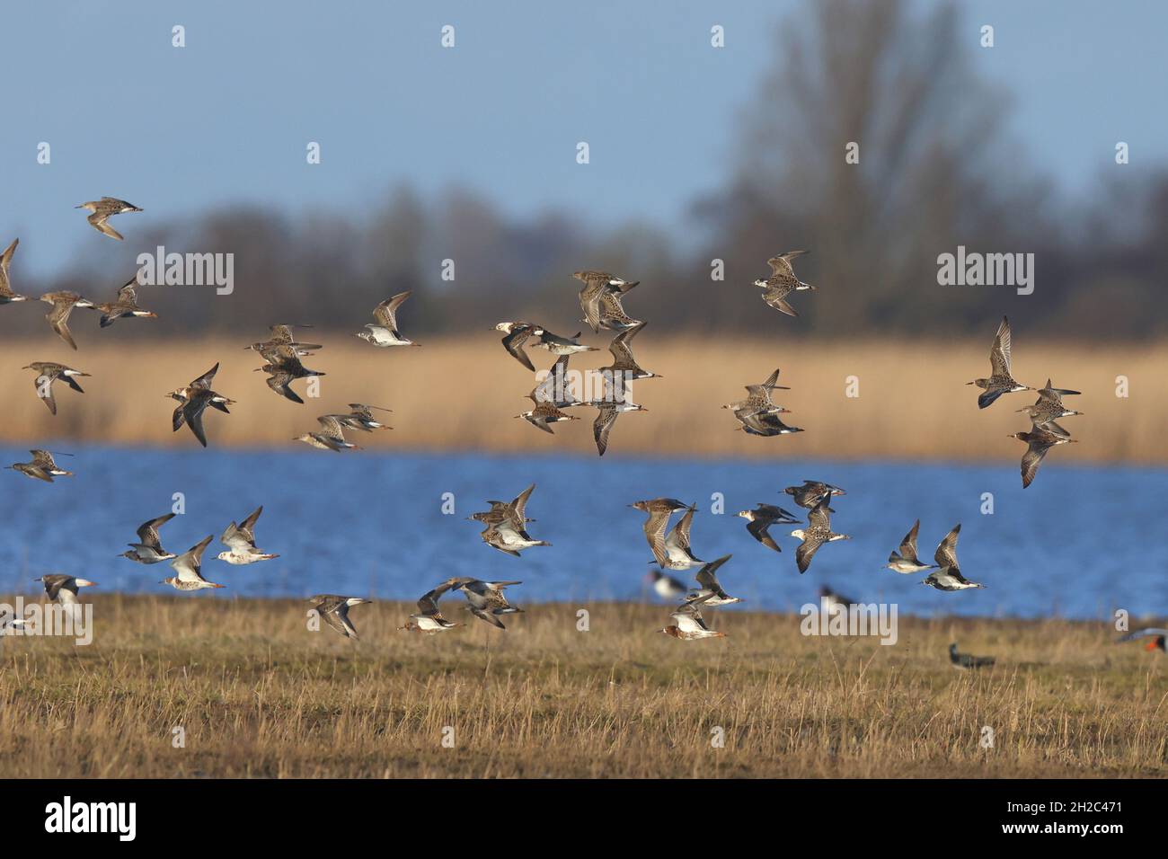 Ruff Bird Migration