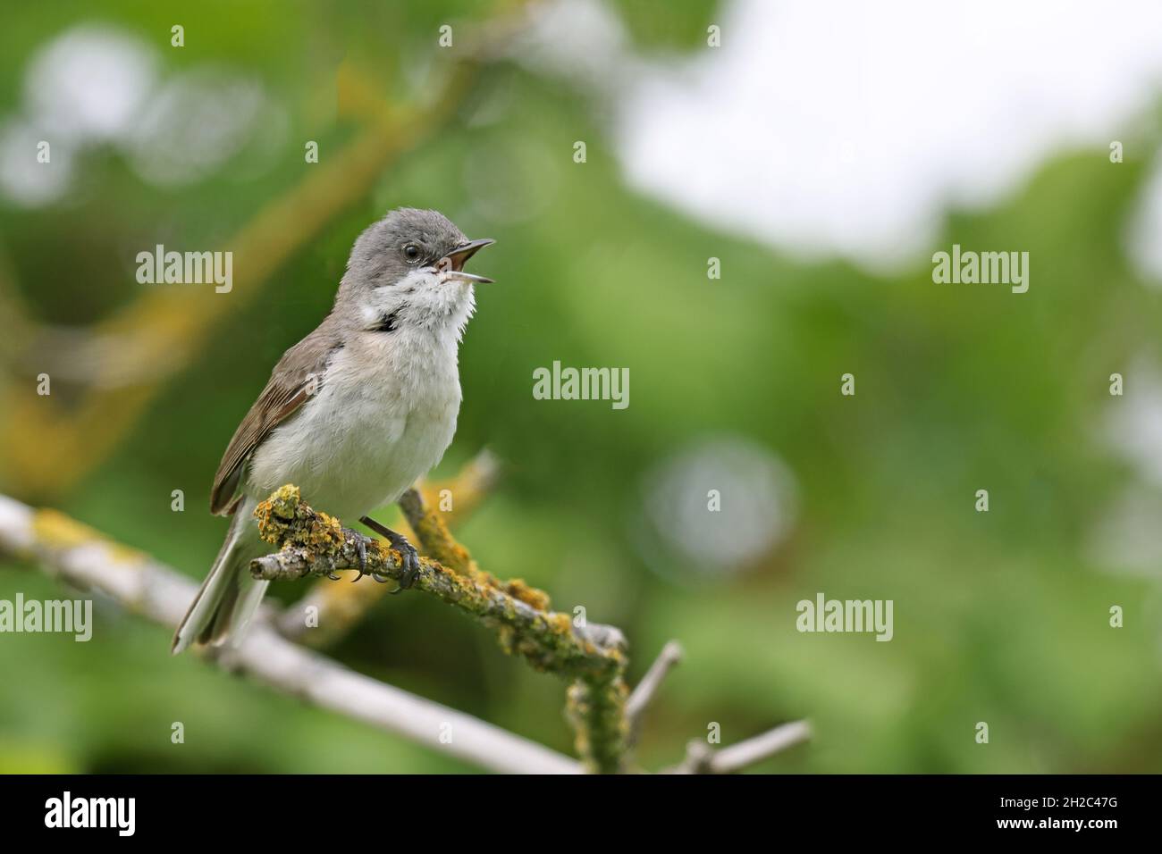 lesser-whitethroat-sylvia-curruca-male-sings-on-an-elderberry-twig