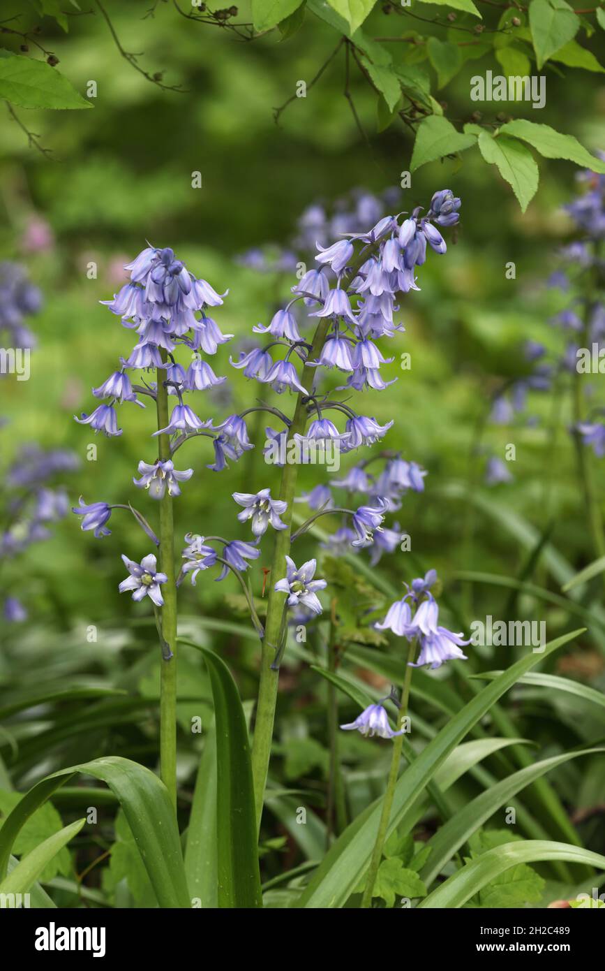 Hybrid Bluebell (Hyacinthoides x massartiana, Hyacinthoides x variabilis, Hyacinthoides hispanica x Hyacinthoides non-scripta), blooming Stock Photo
