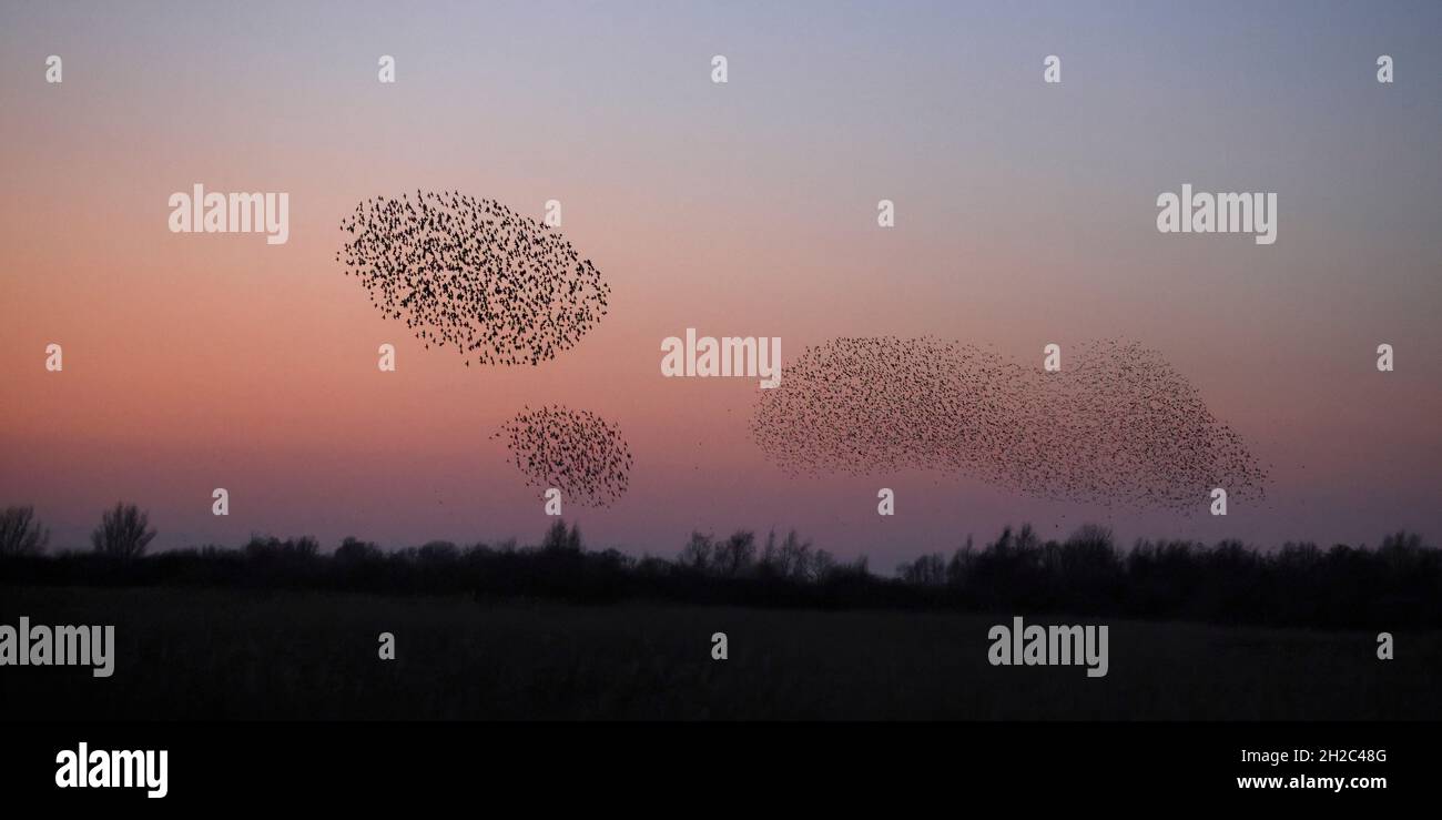 common starling (Sturnus vulgaris), Flock of starlings in flight to the roosing place after sunset, Netherlands, Frisia, Leeuwarden Stock Photo