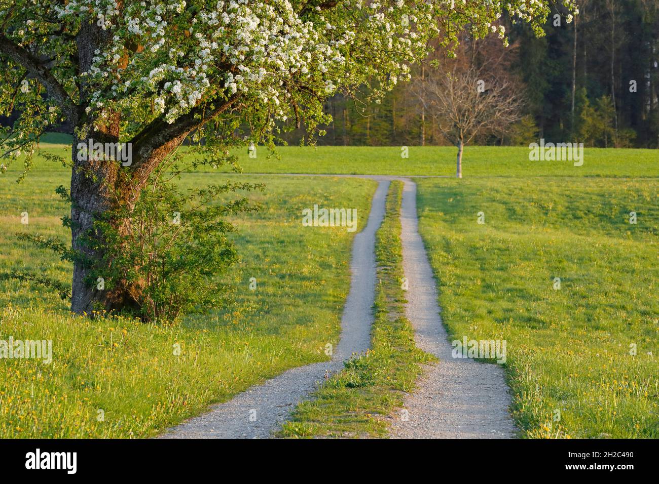 field path through flower meadows in spring with blooming fruit tree, Switzerland Stock Photo