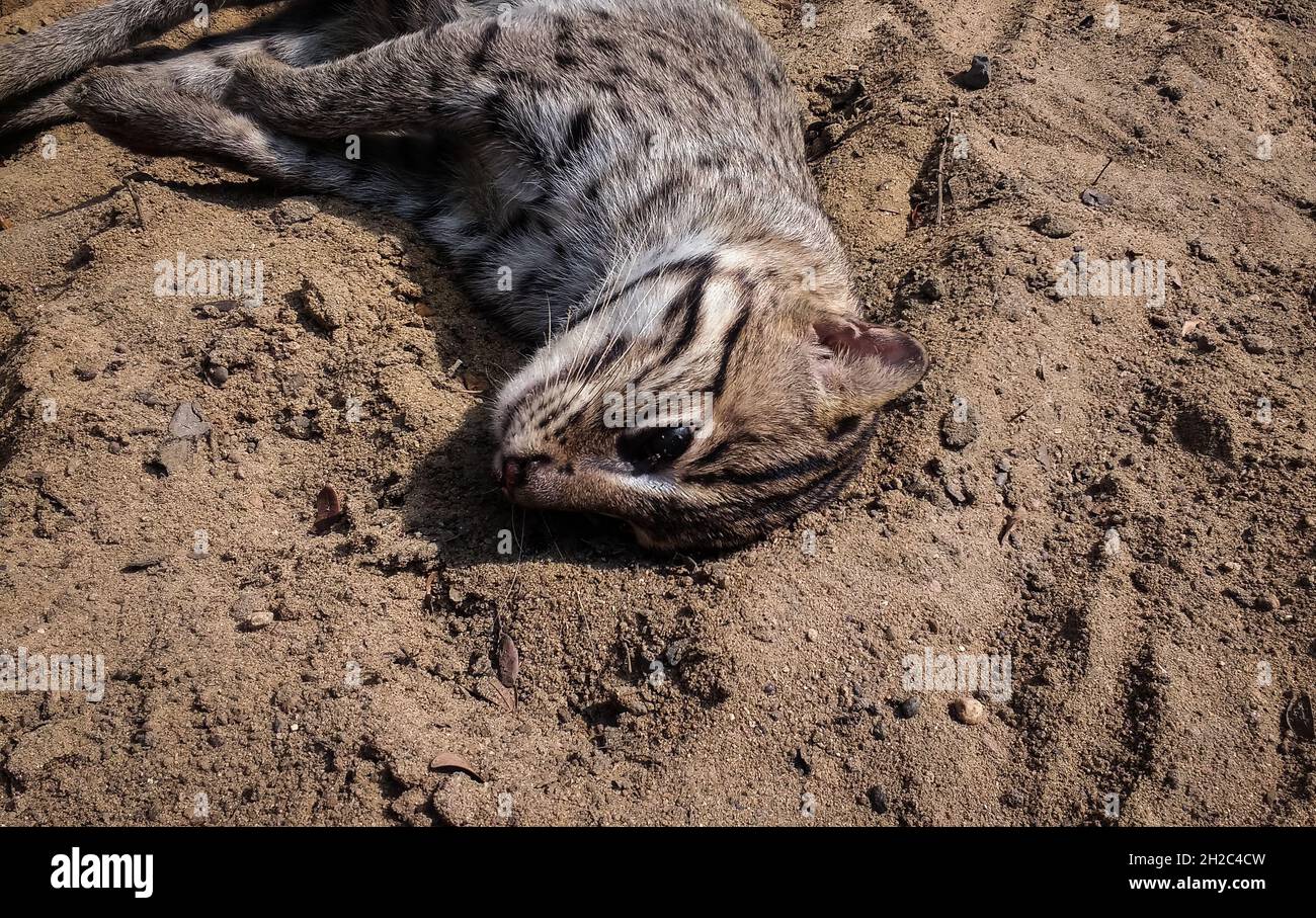 The fishing cat (Prionailurus viverrinus) is a medium-sized wild cat of South and Southeast Asia. Since 2016, it is listed as vulnerable on the IUCN Red List and also protected under Schedule l of the Wildlife Protection Act. A female fishing cat was found dead on the side of the road in Betai, Nadia. It is a waterlogged area where fish is farmed. A post mortem is being done by the forest department to examine the cause of death. It could be either due to a car hit or retaliation. The fishing cat is the state animal of West Bengal. West Bengal; India. Stock Photo